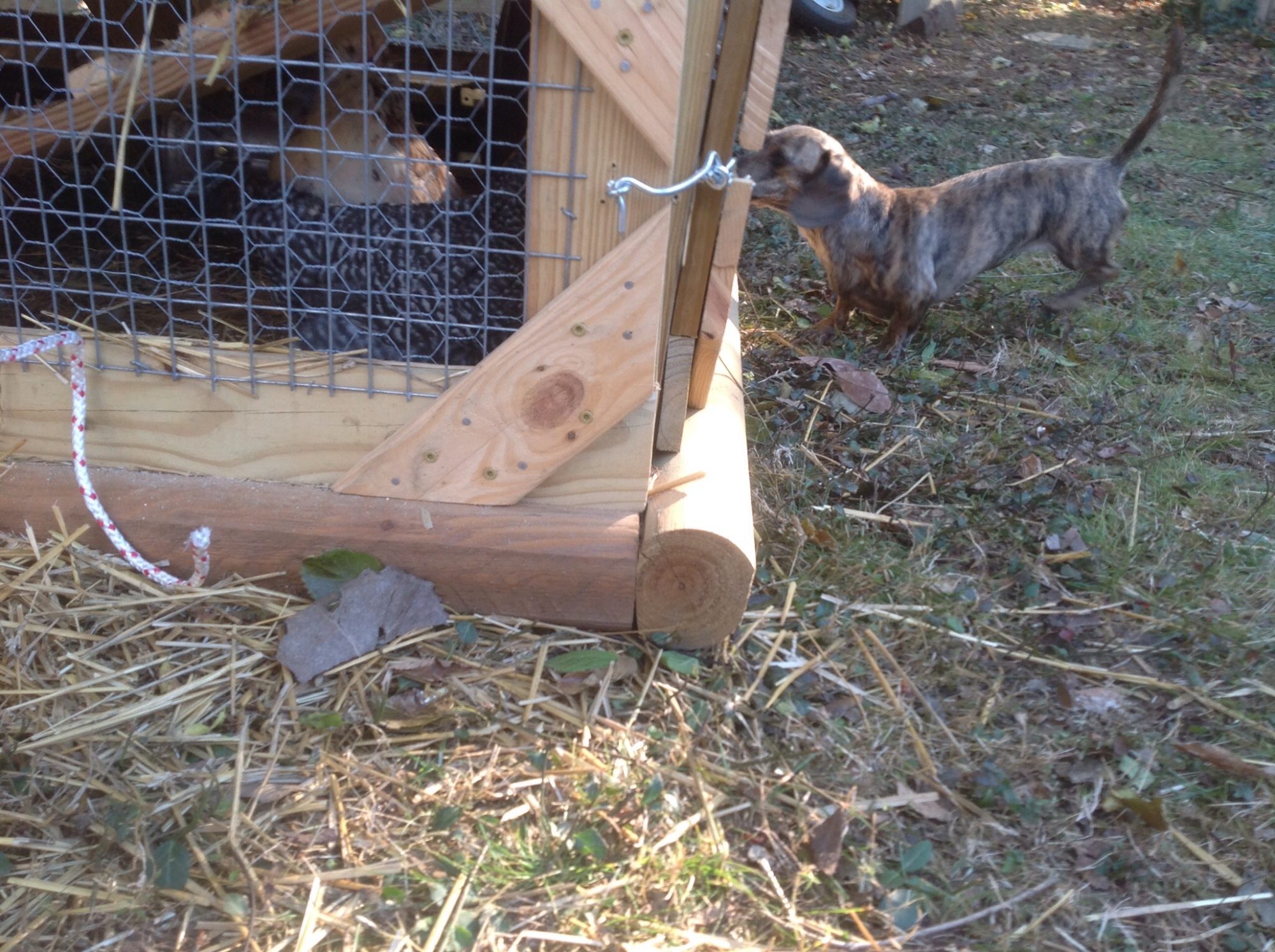 This is Ava she is in charge of quality control of the raccoon proof features.