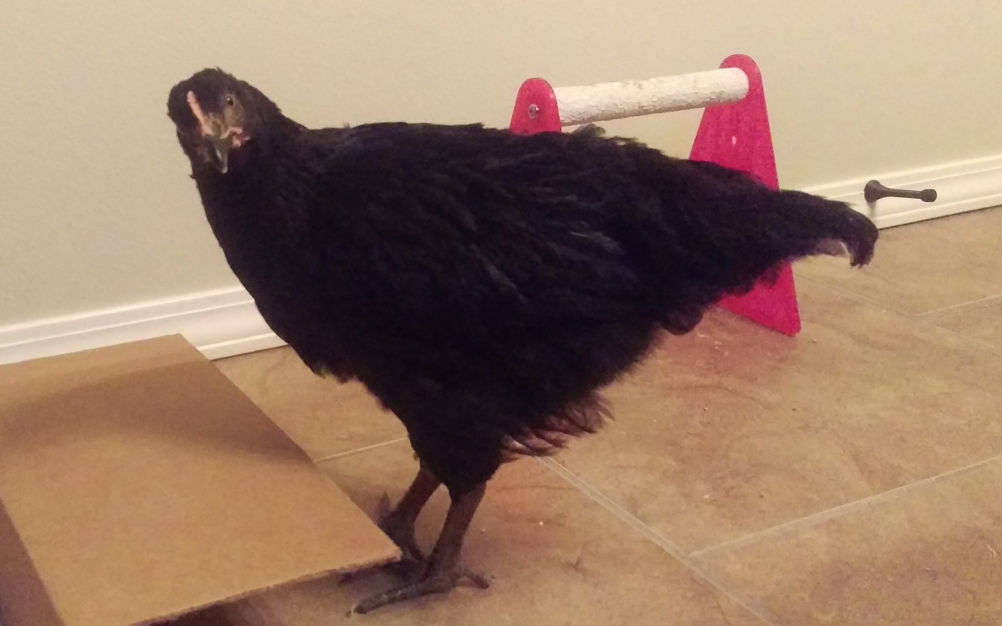This is Avery.  She was the last chick to hatch at my daughter's pre-k class and was having a hard time so the teacher gave her to me to help her out.  As you can see she has done great!