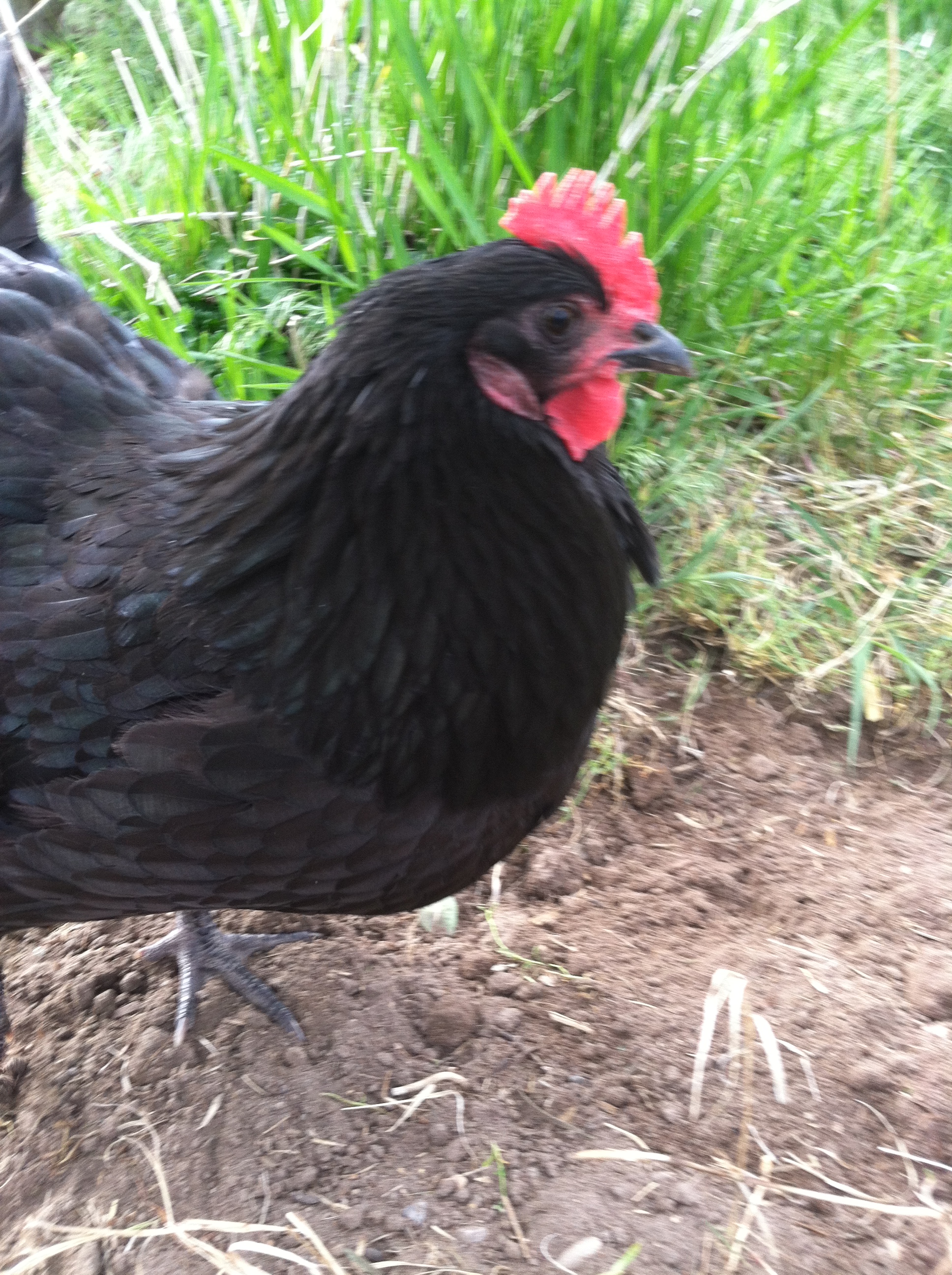 This is Avery.  She'll come running from anywhere in the garden if I call her to get a worm or an earwig.