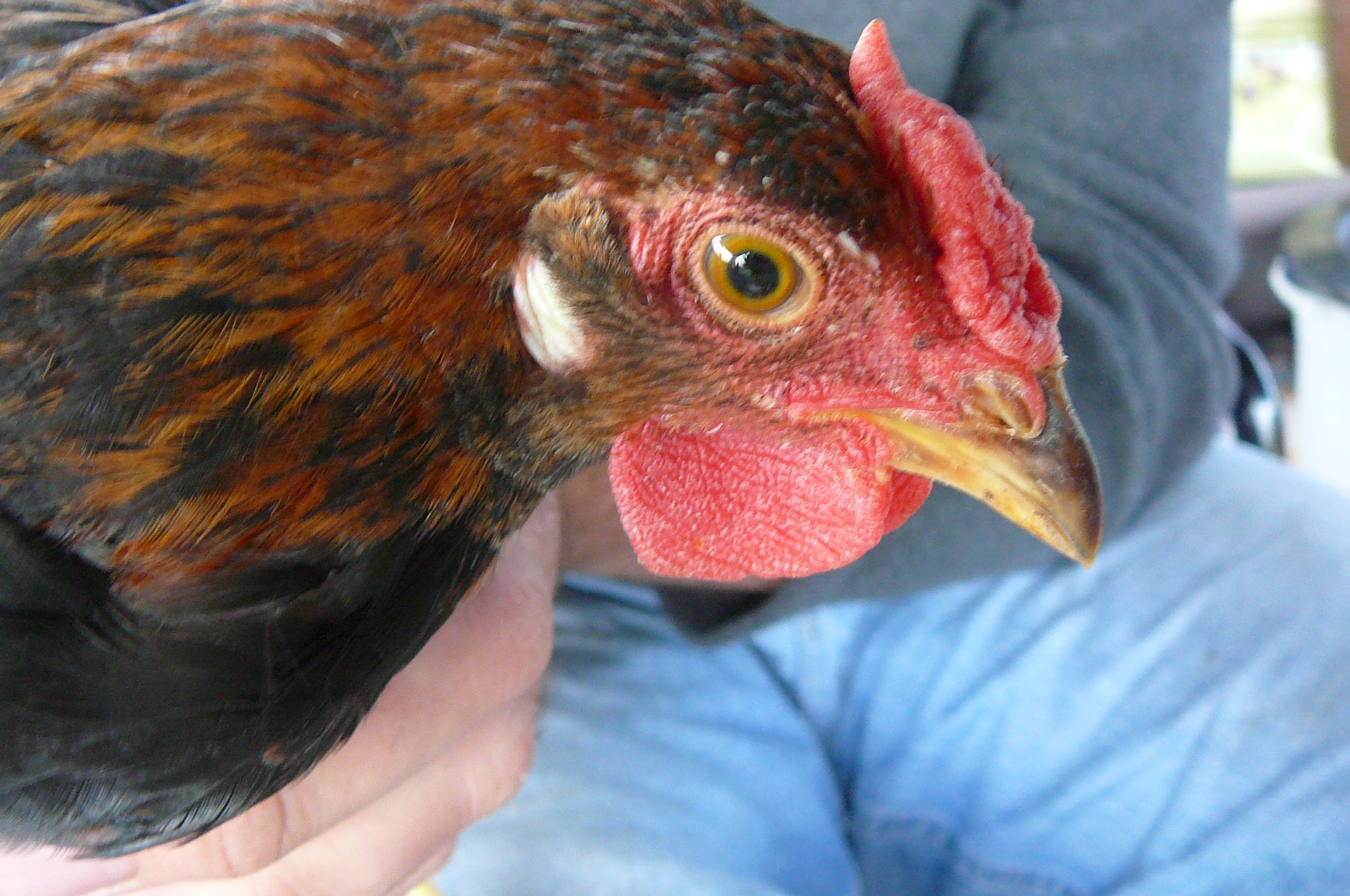 This is B@st@rd, a Rose Comb Brown Leghorn - in this pix he's only 9 weeks old - by far our fanciest roo!