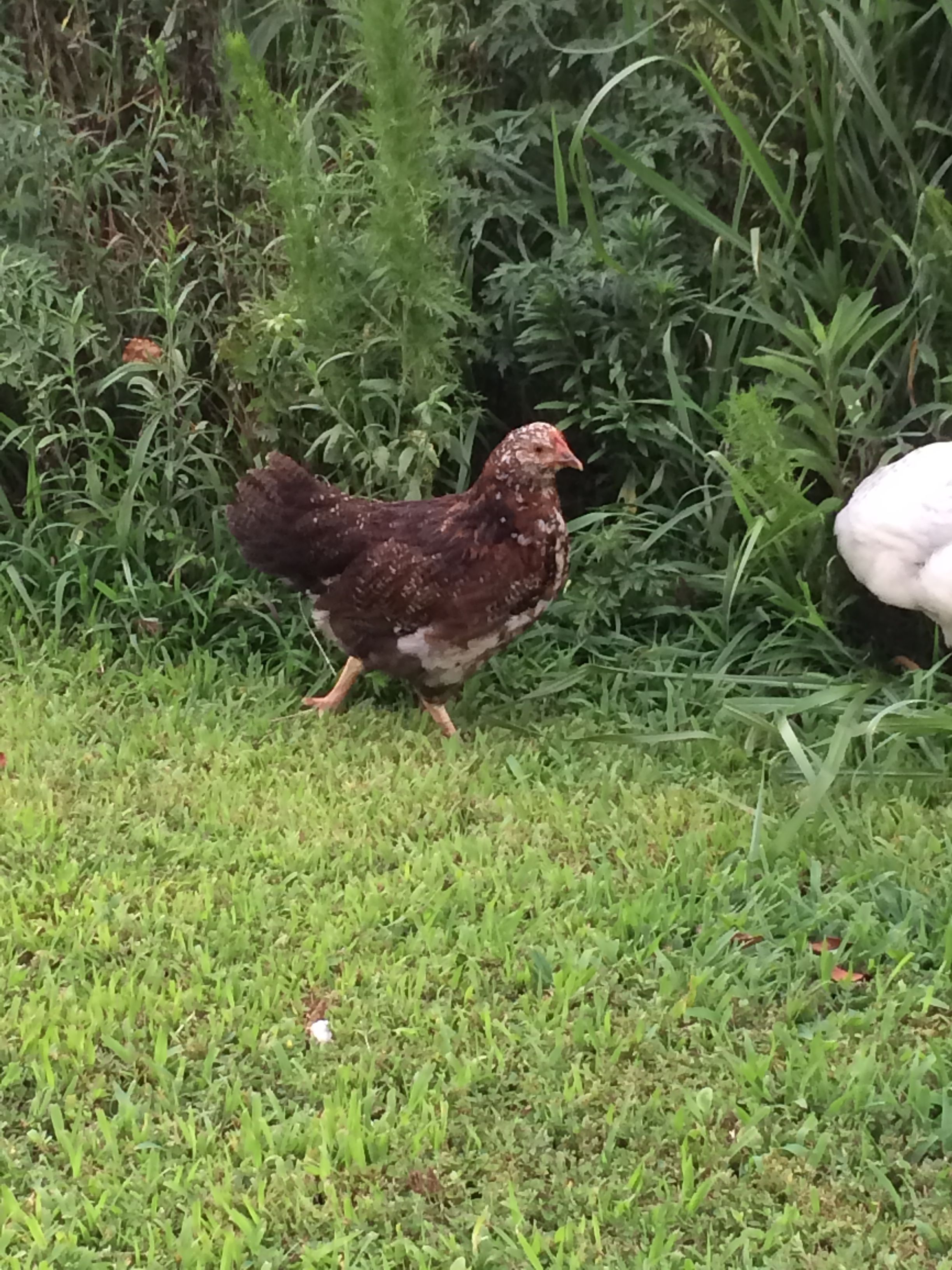 This is Baby, 9 week old Speckled Sussex. I almost lost her at 3 days old from dehydration. She is still tiny but absolutely my most curious and will leave the rest of the flock to forage.