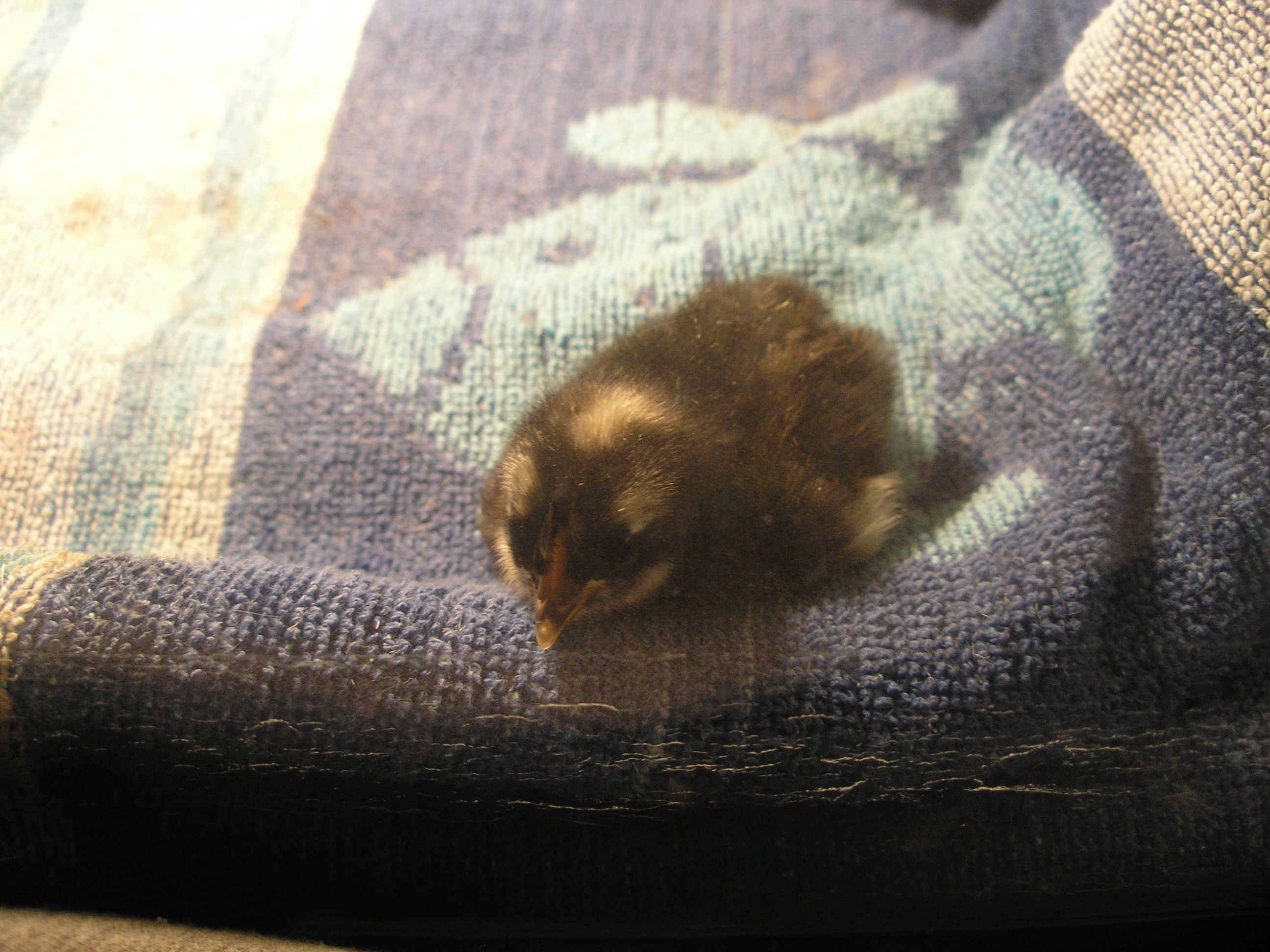 This is baby one lol so cute