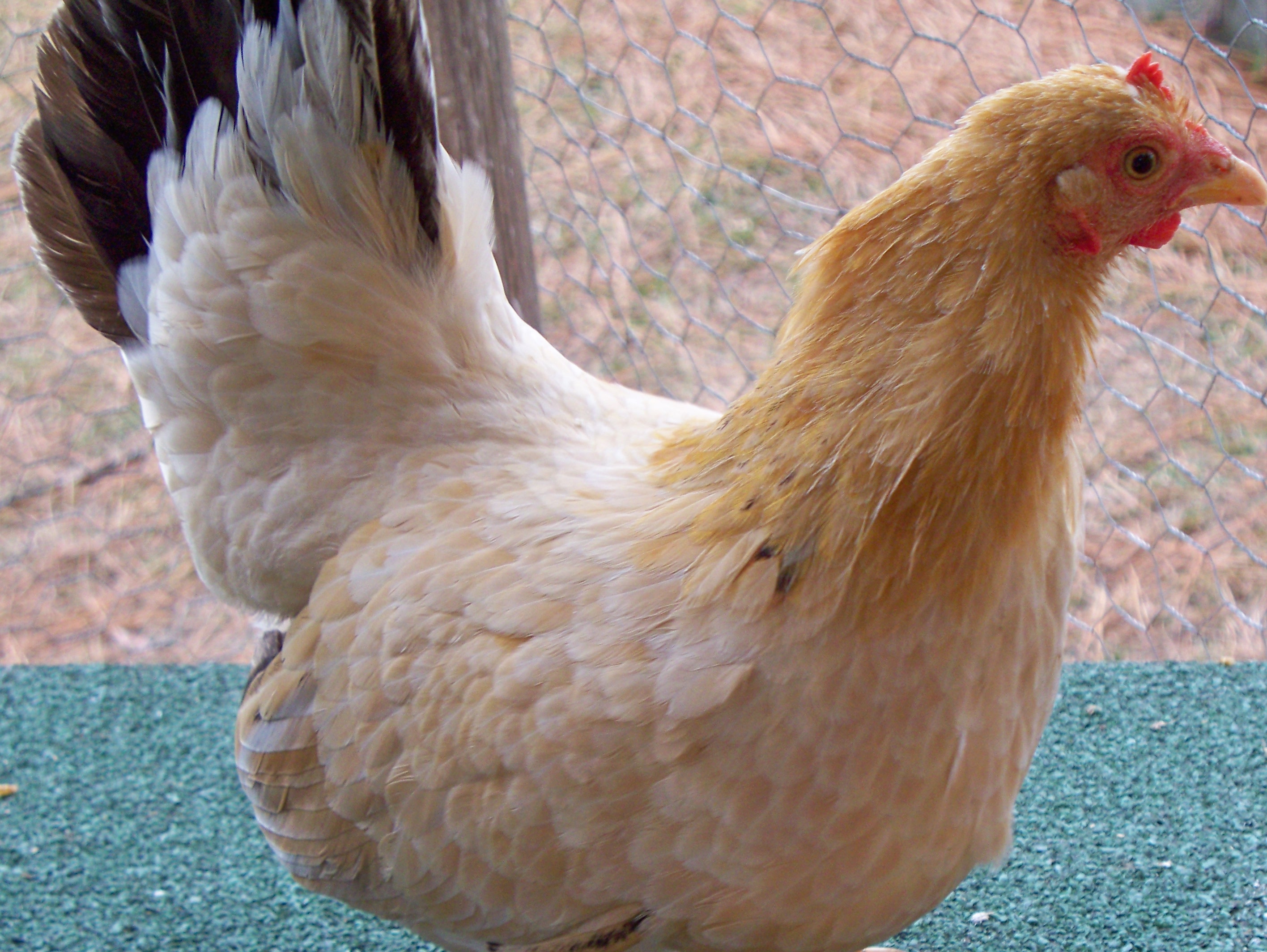 This is Bambi. I think she may be a Nankin? I am her 3-4th owner.I dont' know how old she is. Loves bananas! She is so sweet. You can tote her around like a kitten.      I was told she is a Japanese bantam.