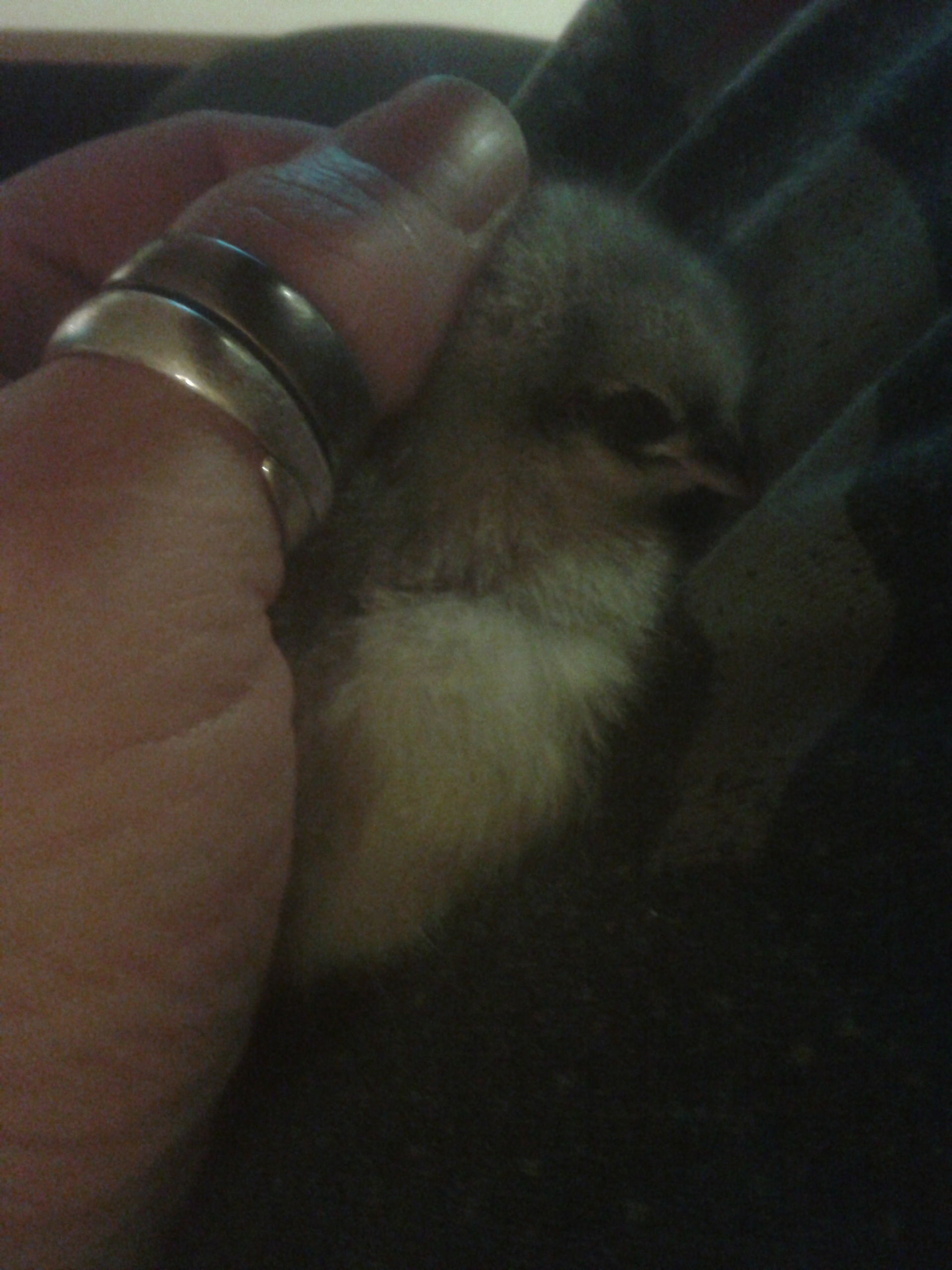 This is Bandit, he/she in a 2 day old Jersey Giant