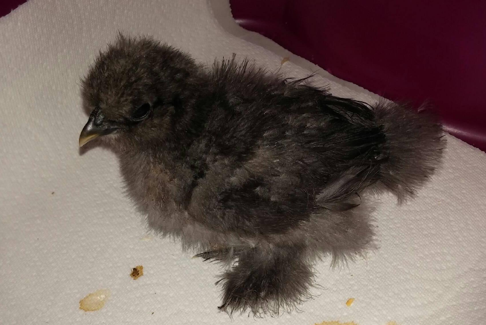 This is "Banjo"...at 10 days old...