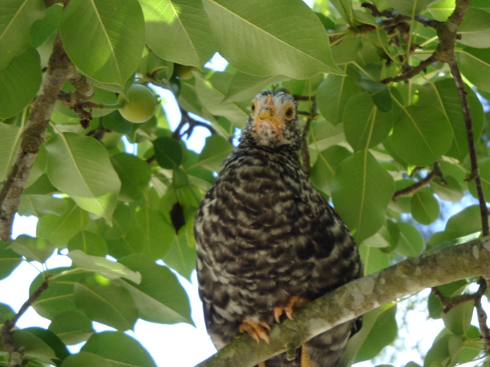 This is Banjo at about three months old. She loved perching in trees.