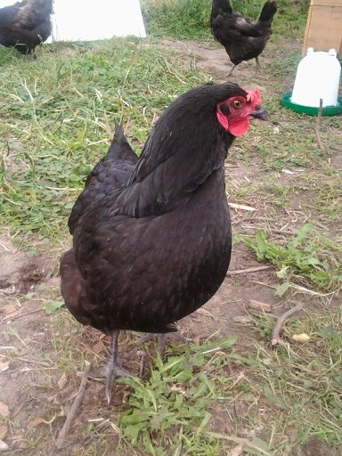 This is Beady. We call her that because of her eyes.