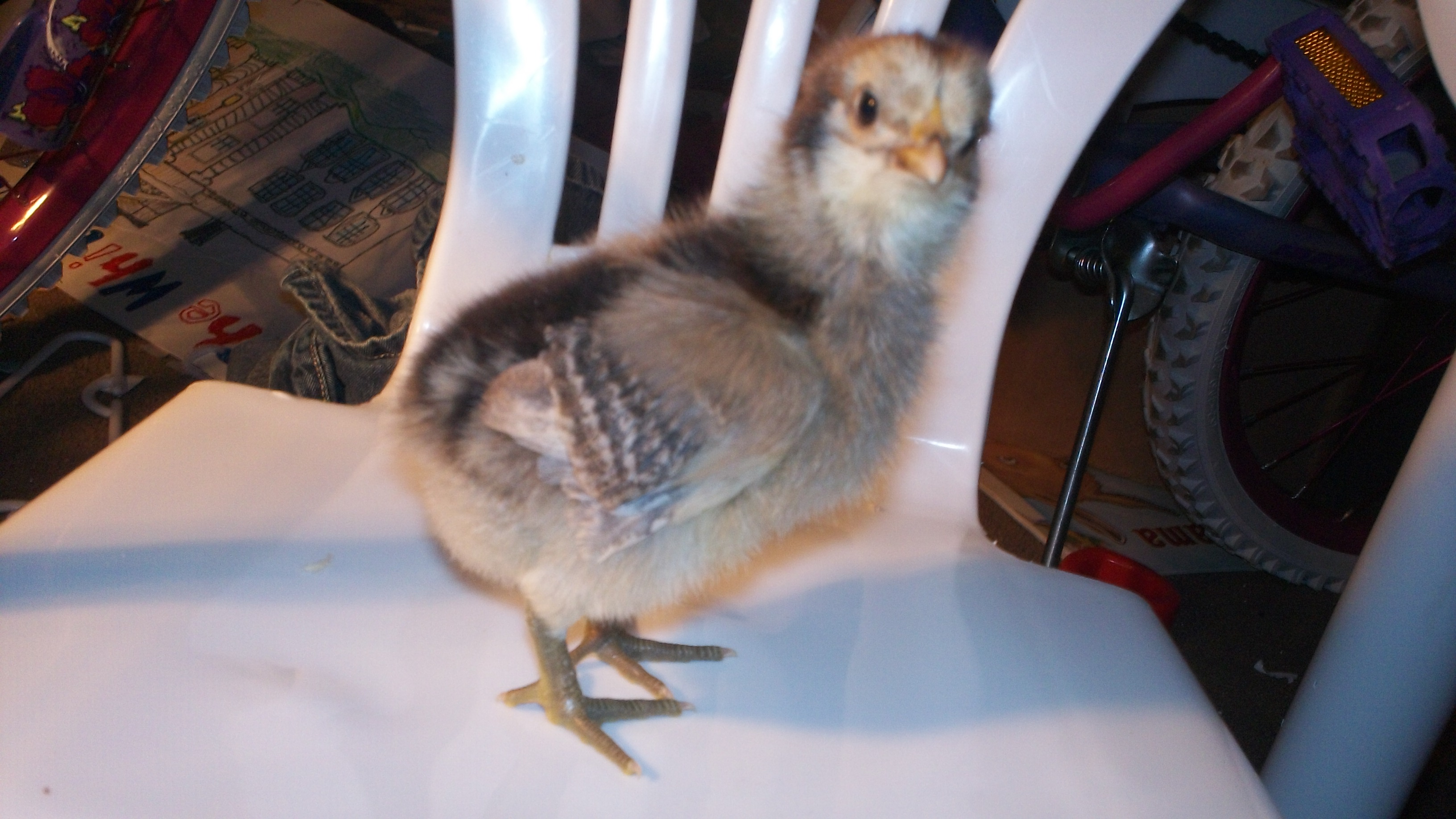 This is Bella, my 8 year old's chick. She is also a supposedly ameracauna but most likely an Easter egger..She is skittish but does pose nicely for the camera!