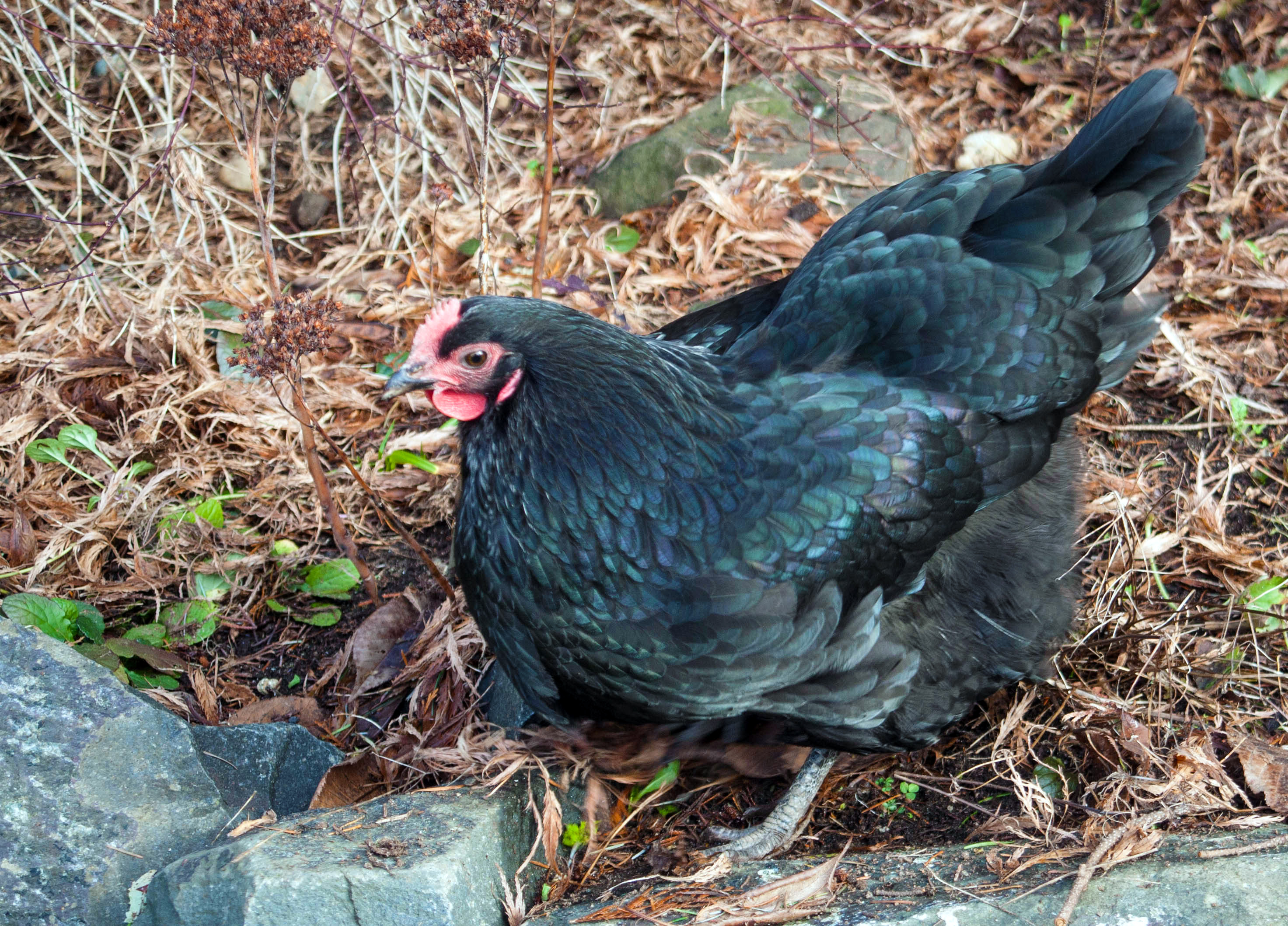 This is Bella, our Black Australorp....very sweet bird  :)