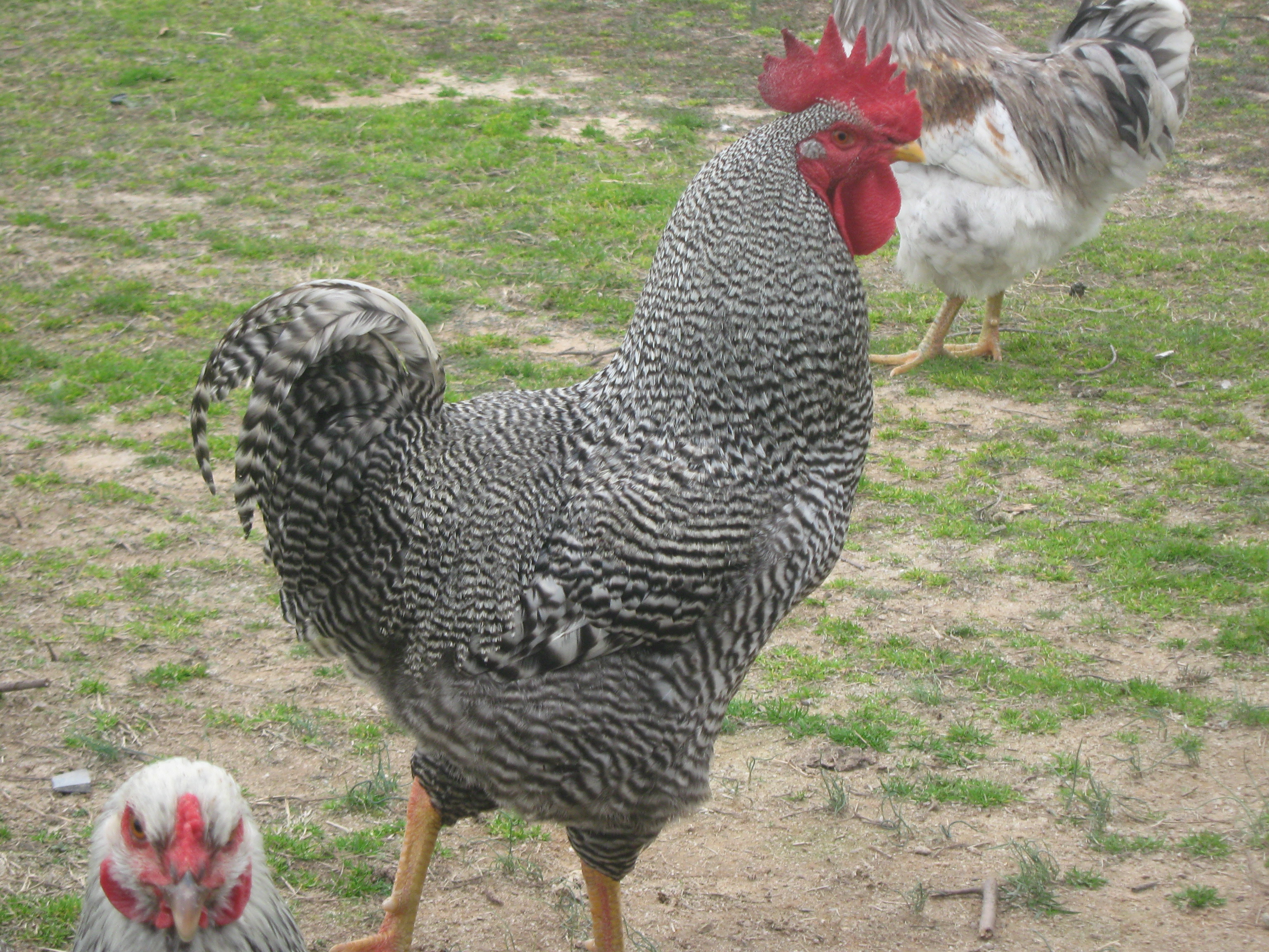 this is Benny , barred rock roo. that I won at lincolnton when he was a young'un.... thats Tillie who just has to have her pic taken too...