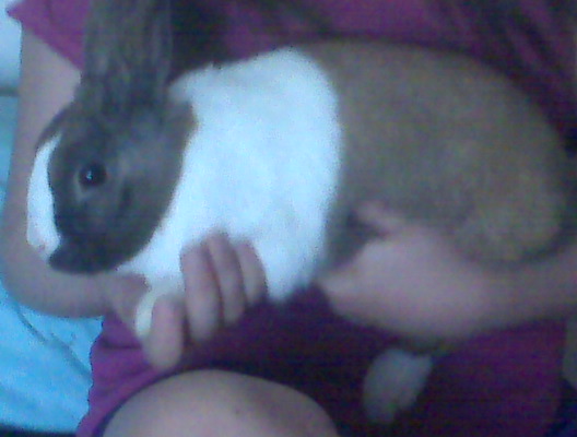 This is Benny Someone at our local feed store was trying to give a rabbit to them so i felt bad for him and decided to take her home [at that time i thought she was a girl the lady told me] but i got him home and saw boy bunny parts on him [eeww] so instead of naming him cottontail like i wanted i named him Benny