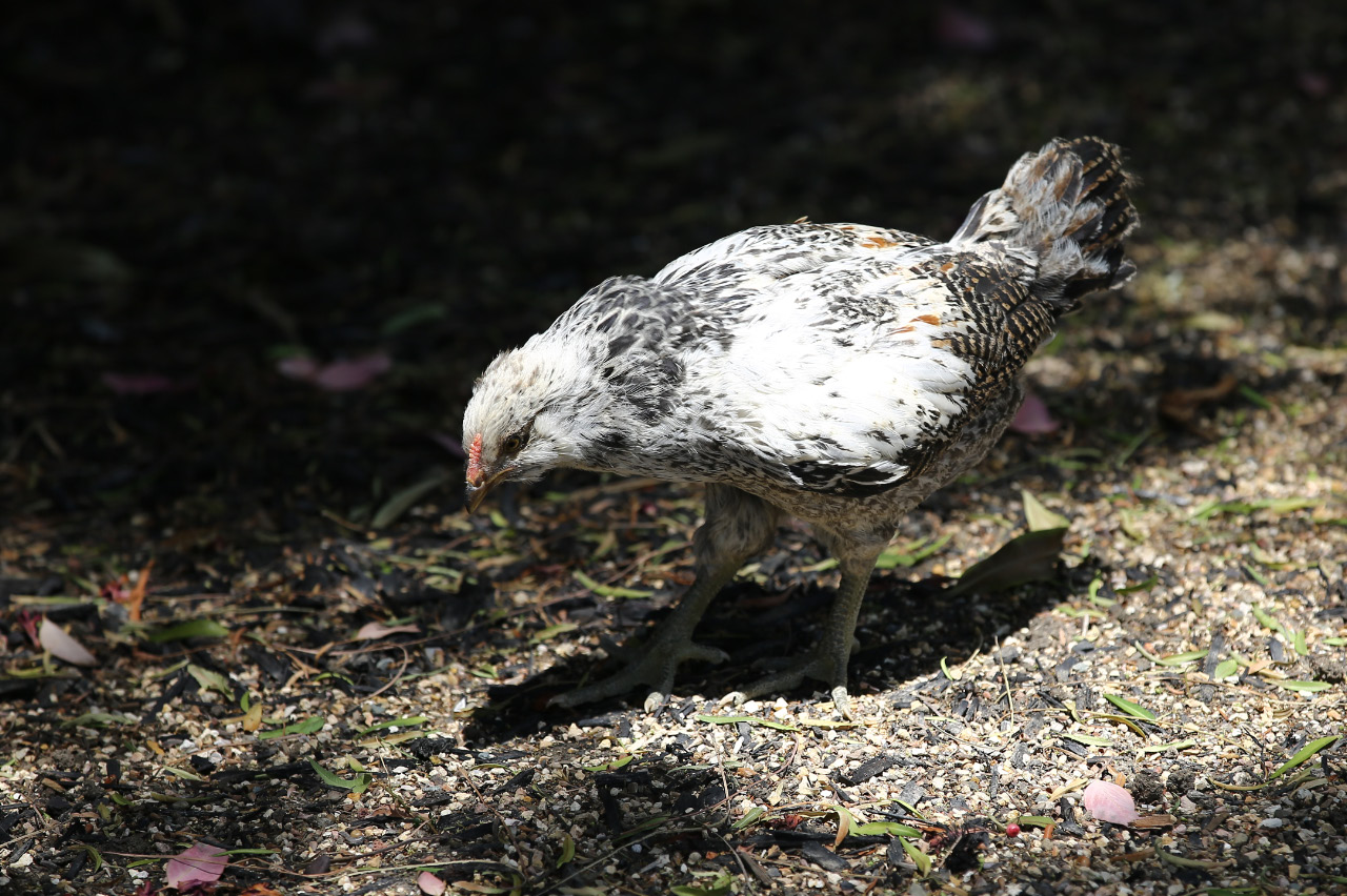 This is Bernadette, she is out and about roaming the garden and on the loose for more bugs.  She is quite the character and the biggest love bug of the bunch