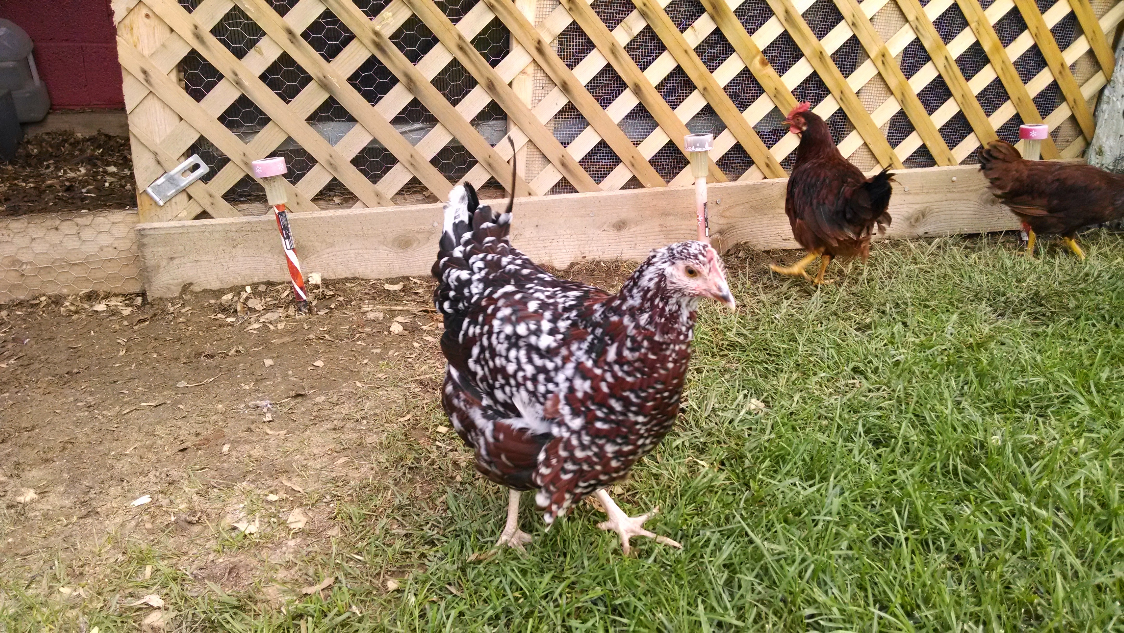 this is bertha