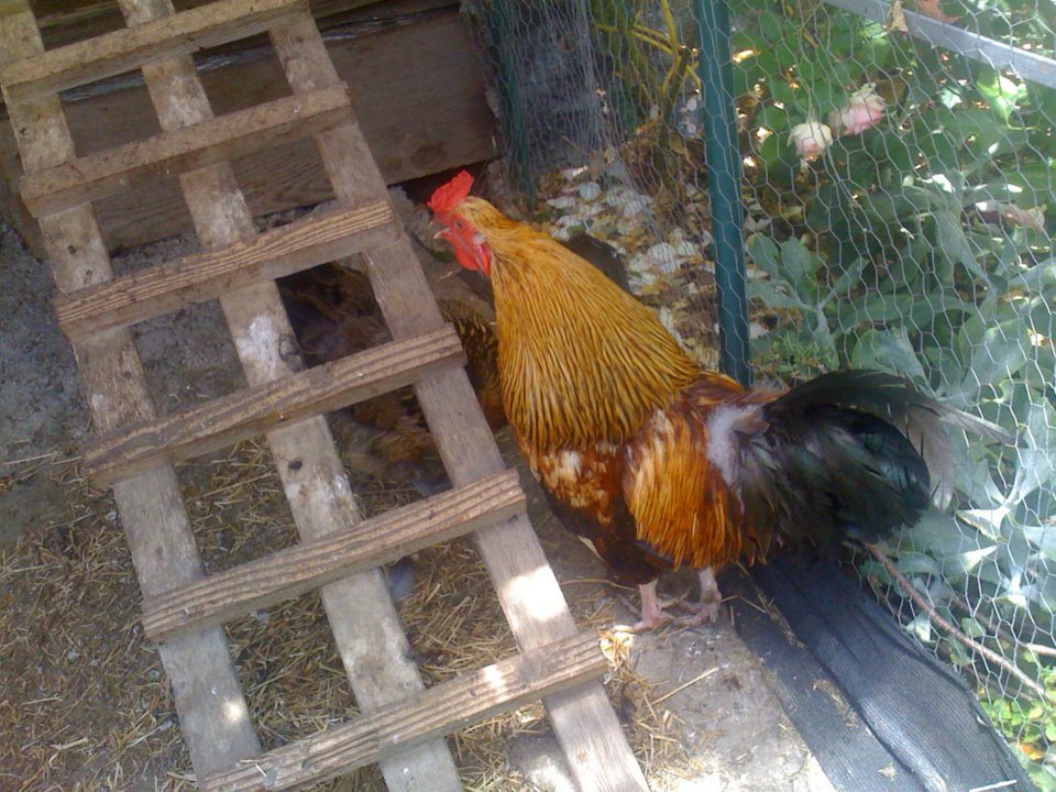 *
This is Big Boy, our club mascot and also the avatar for BYC forums. He is big, loud, proud, and the only chicken who does not lay eggs, though he contributes by lording over his females and making them feel safe.