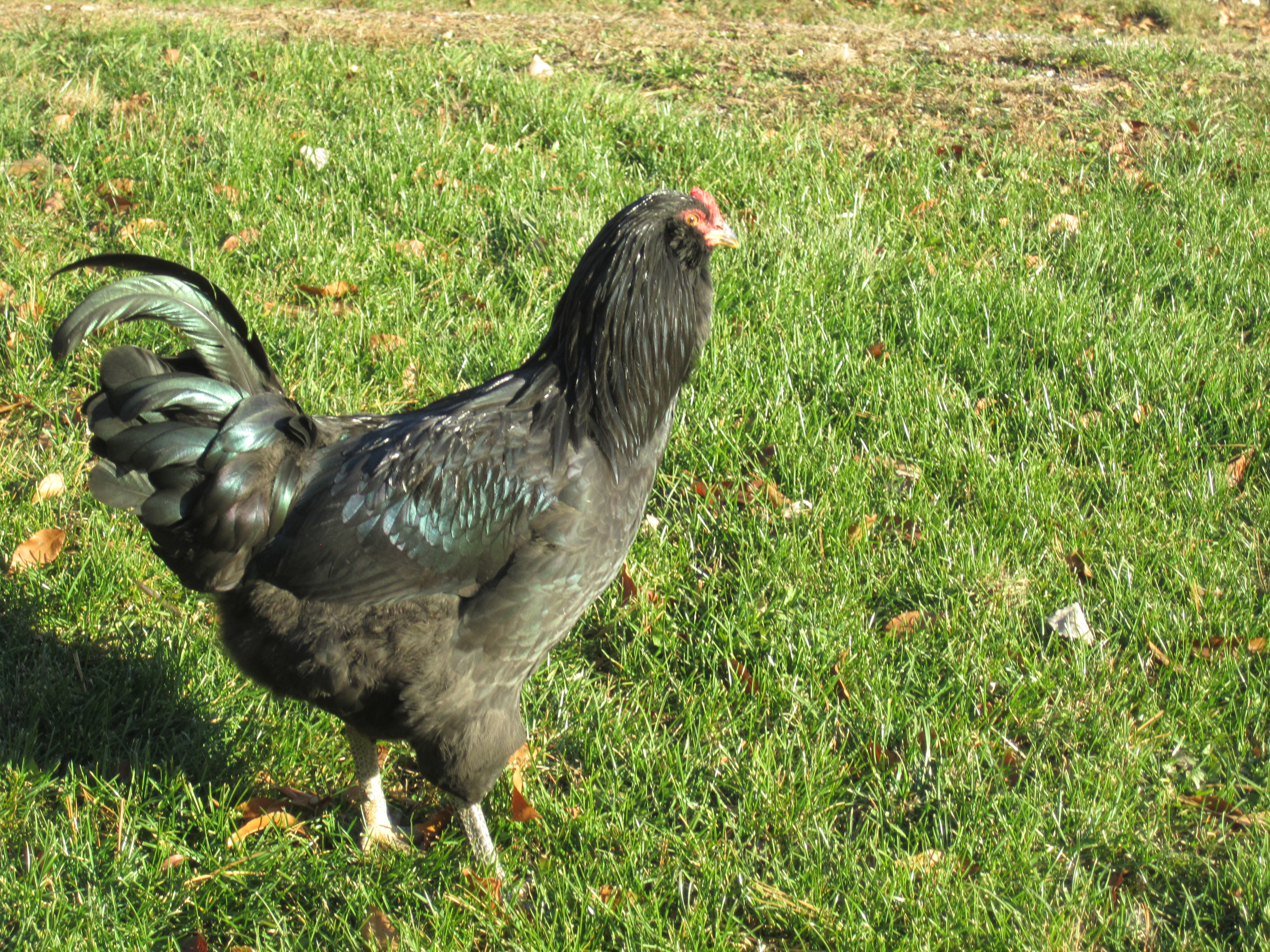 This is Big Boy our EE.