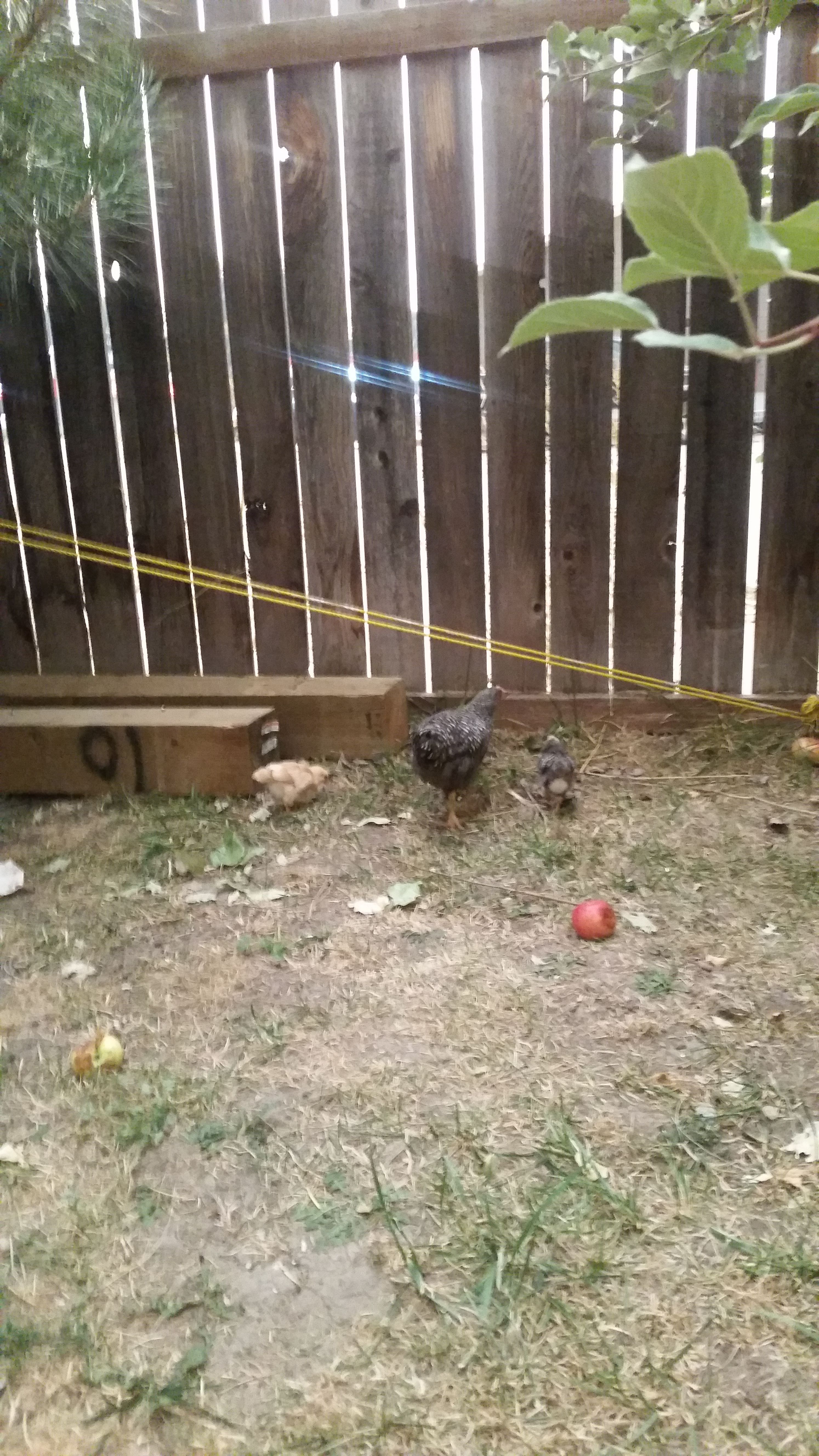 This is Big Mama(my girls named her that) she is a barred rock we got from local feed store and is 7 wks old and has been mothering the 10 various breed day old chicks we got since she was 5 wks old. She took a couple days to get used to them, but now she sits on them at night to keep em warm and when they are scared they all huddle around her legs. I'm a first time chicken owner so I don't know if this behavior is normal for a 5 week old chick to mother the younger ones but it works for us. They have been able to be moved outside and they are only 2 wks old and they free range our backyard all day with her. She teaches them things using different sounds and it's the most interesting thing to watch. I'm addicted!!!