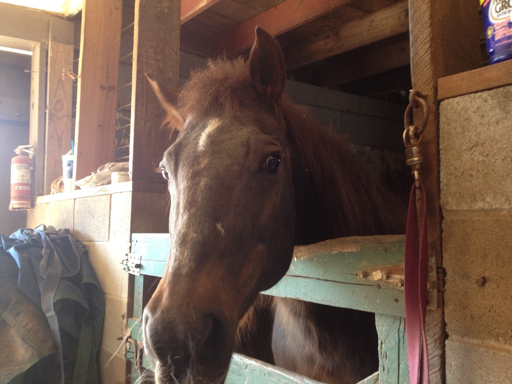 This is Big Mitzy, the mother to Lil Mitzy at the farm. Big Mitzy is hardly ever ridden anymore due an injury.