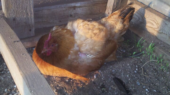 This is Big Red (think Reba the tv show). She was treaded bald by a rooster and was given to us so she might not suffer permanent feather damage. She goes broody often, as you can see in the picture. She doesn't even care if she's in a nest!