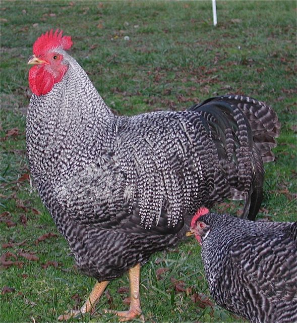This is Big Rock again.  He is throwing at least 25% Delawares when bred to my German New Hampshire hens.  He will be visiting with them again soon.