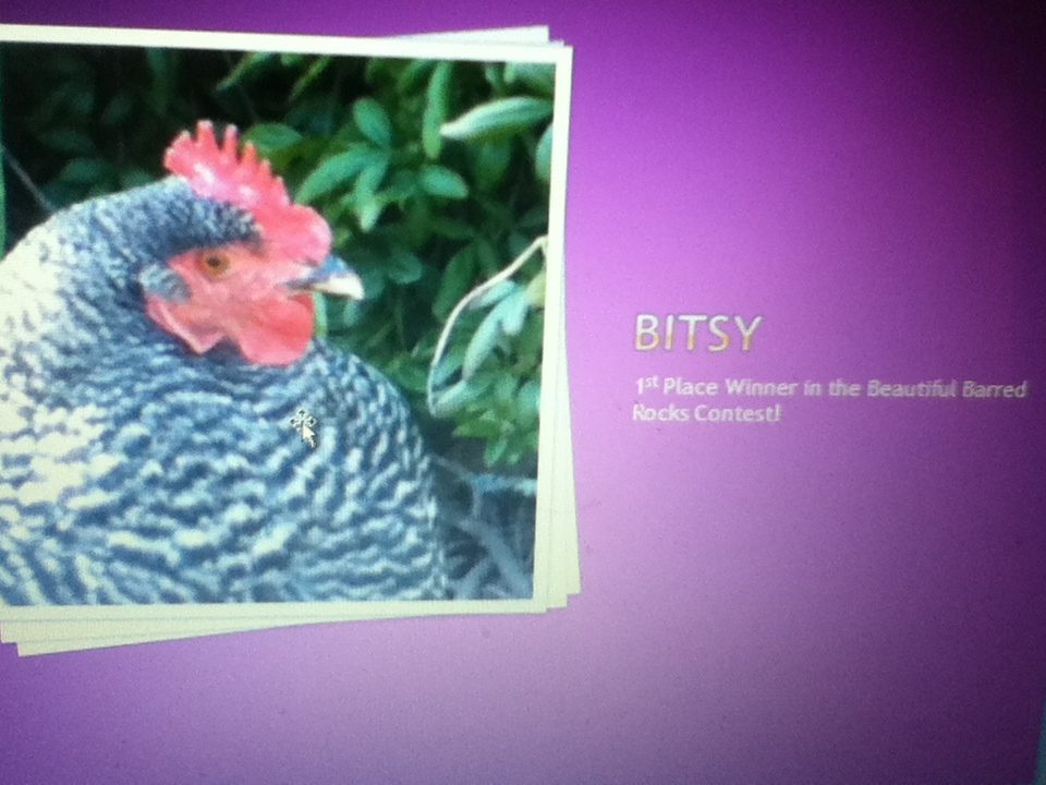 This is Bitsy, the 1st Place Winner!!  :) I hope you like it!