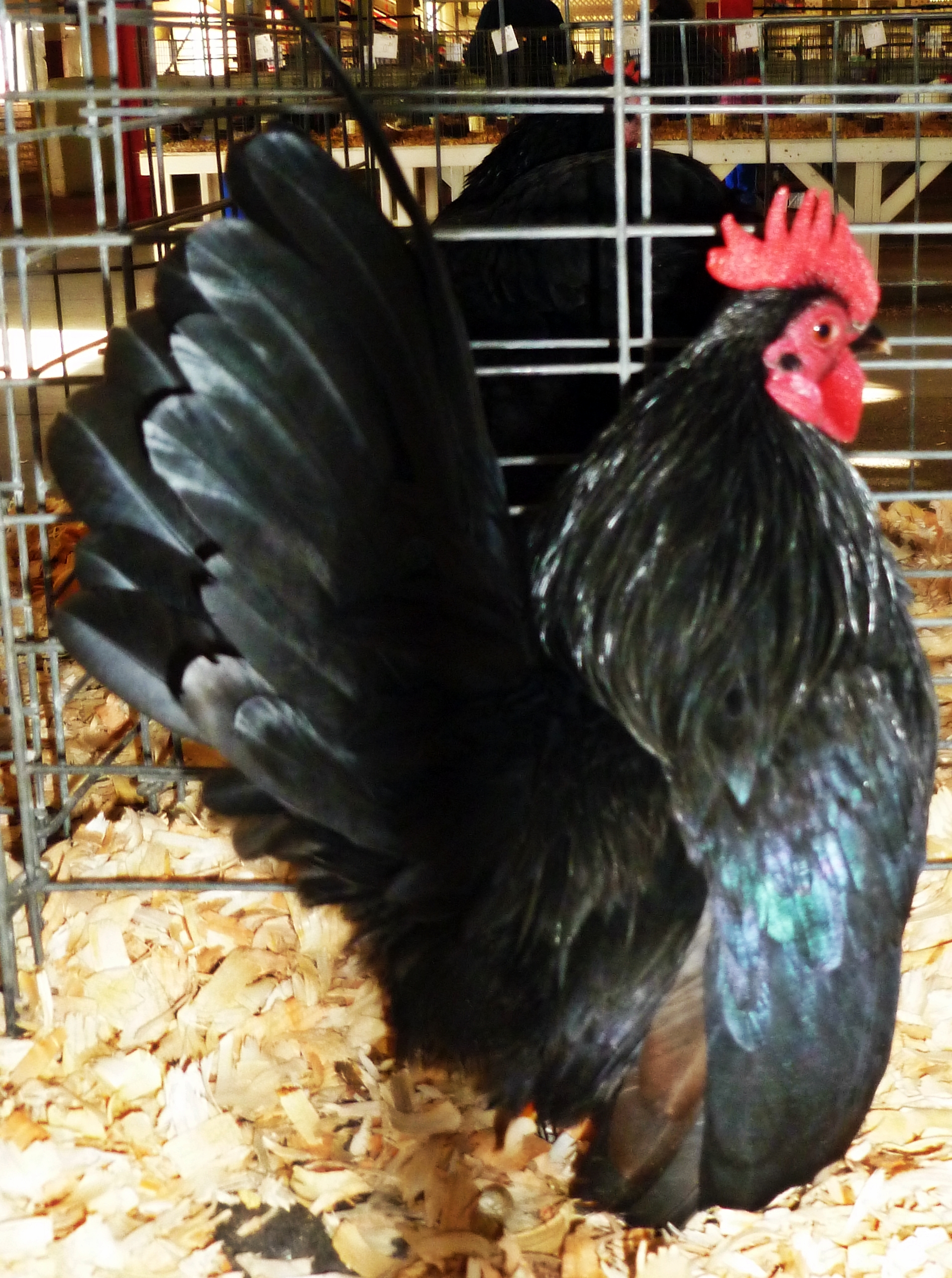 This is "Black" he is a 10 ounce roo. He is one of our 2013 chicks that made it to the breeder pen, he has 9 hens under him, many of his eggs are sold on ebay.