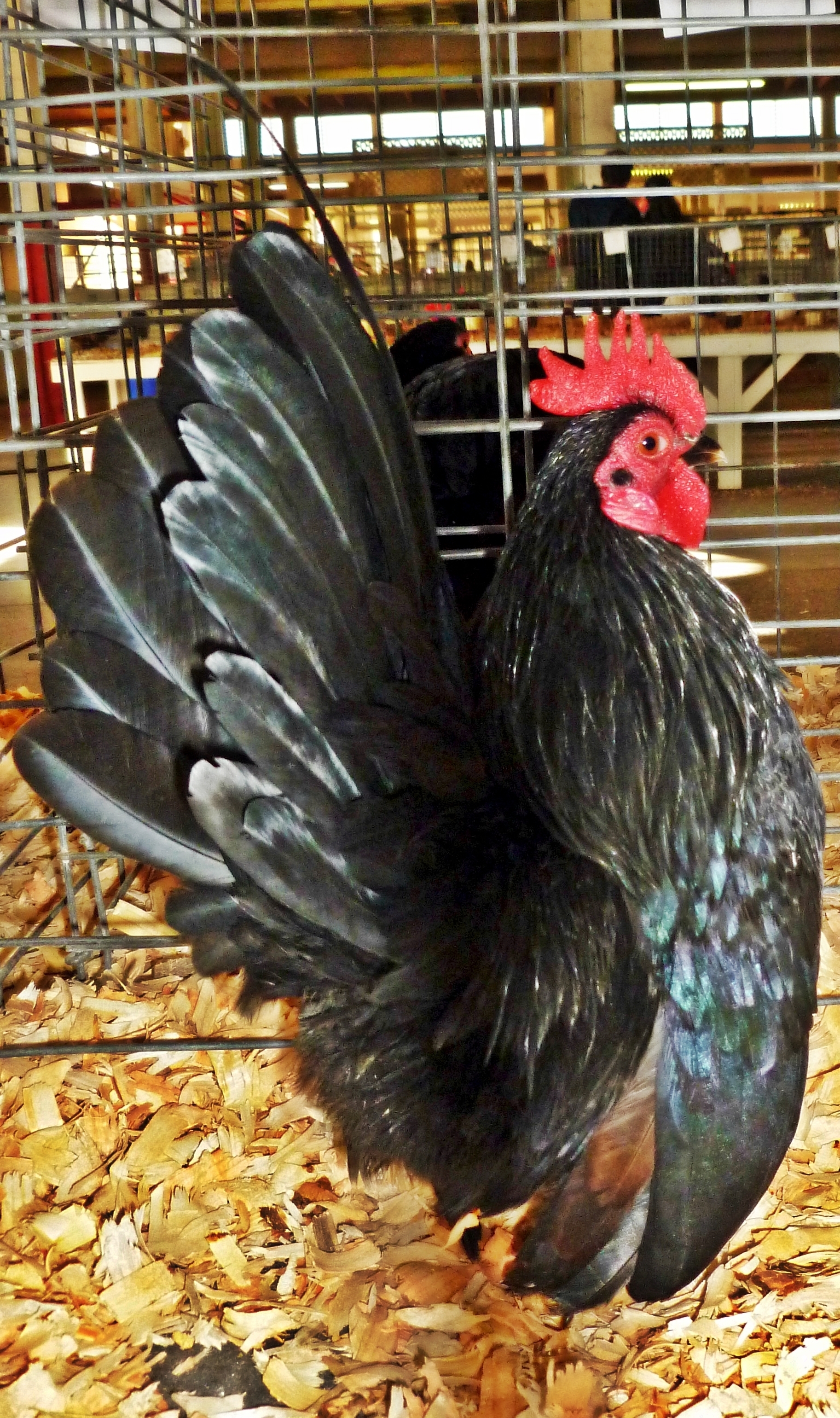 This is "Black" we use him in a one to one breeding, he is under 10 ounces, and throws nice chicks, he is in with one of our most typie 2014 hens, and we are still waiting for eggs.