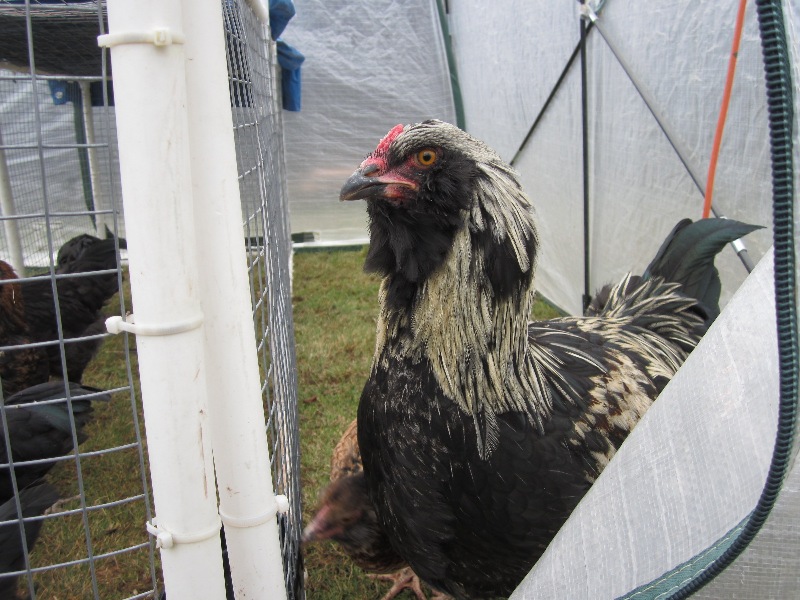 This is Blackie. He started out as a family science experiment - we wanted to see if refrigerated eggs would hatch. Four out of five incubated eggs hatched. Unfortunately, three of those four were boys. Blackie was one of them. He hatched October 14, 2012 and went to a new home when he was 17 weeks old.