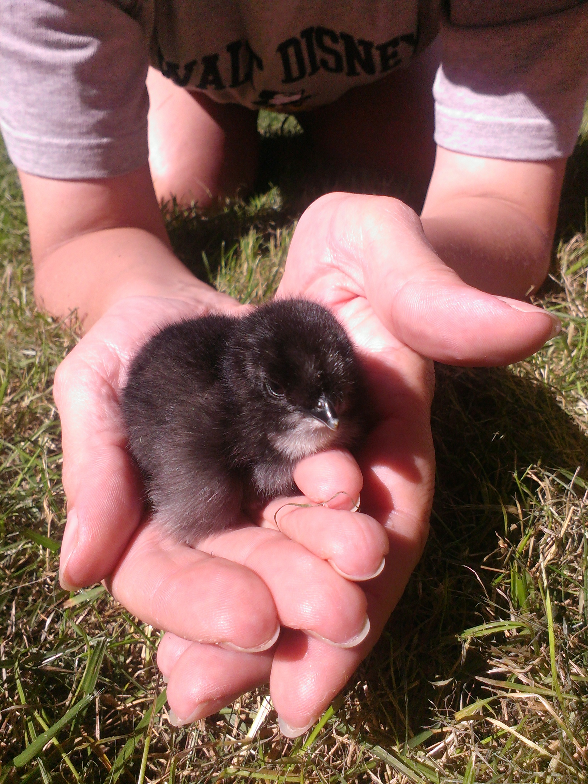 This is Blacky, newly hatched and enjoying the great big world for the first time. He is a Black Giant / Silky mix.