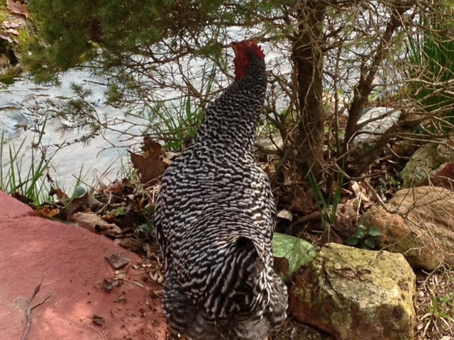 This is Blacky, our Barred Rock. She likes playing by the creek. She will also be 1 yr old the first week in May.