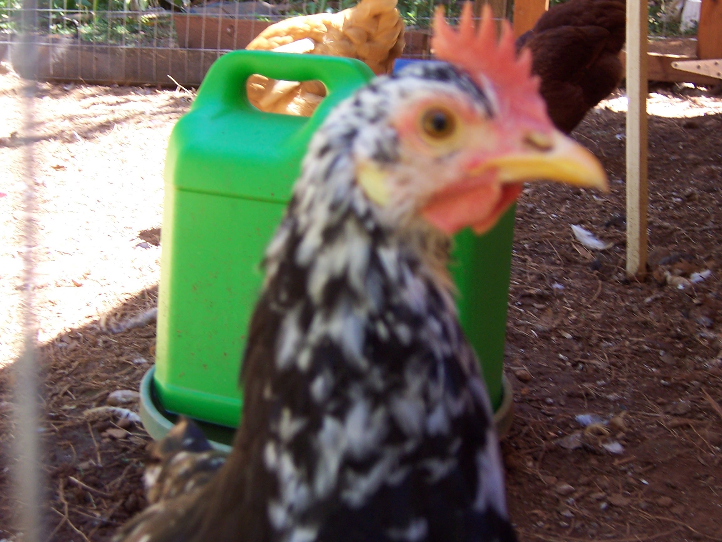 This is Blake. We don't know is it is a hen or rooster. 18 weeks old.