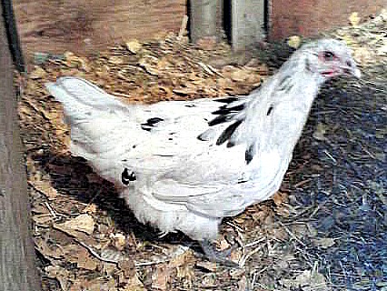 This is Bling. We're pretty sure Bling's a pullet but s/he's only 4 months old and hasn't decided to lay or crow yet. Cute pale pink pea comb, loads of black 'bling' on white. The daddy was a Blue Orpington roughly the size of a barge, mom was a part of the Easter Egger flock.