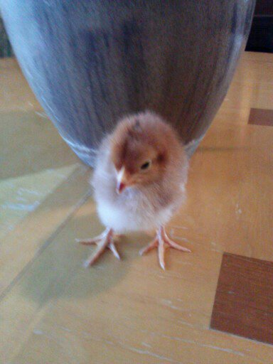 This is Blondie <3 She is a Rhode Island Red but developed blonde around her head so we changed her name from Red to Blondie :)