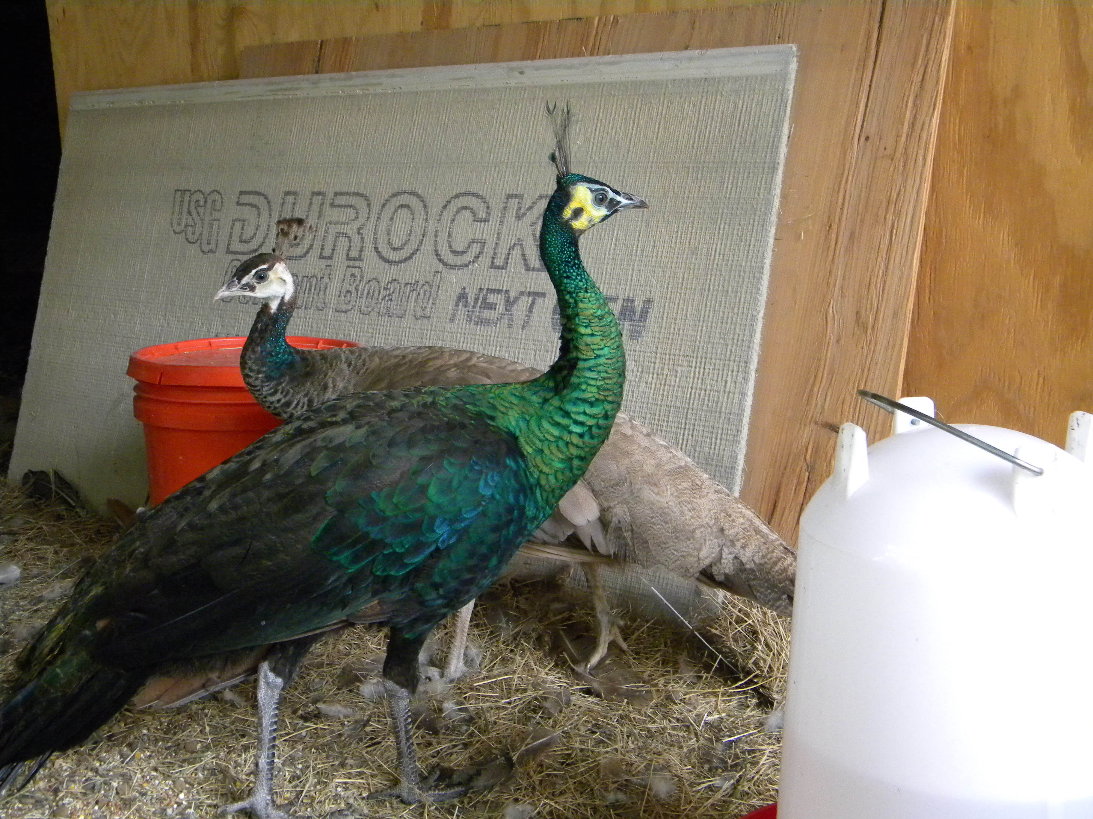 This is Bogie and Bacall, my two new peafowl. He is an Imperator and she is a purple.
