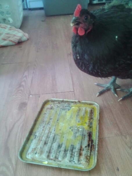 This is Booboo chicken about to enjoy her breakfast.