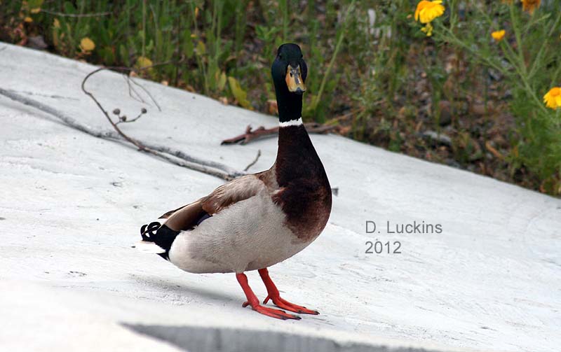 This is Bossy Duck, he's usually sweet, but lately, he's been a punk.