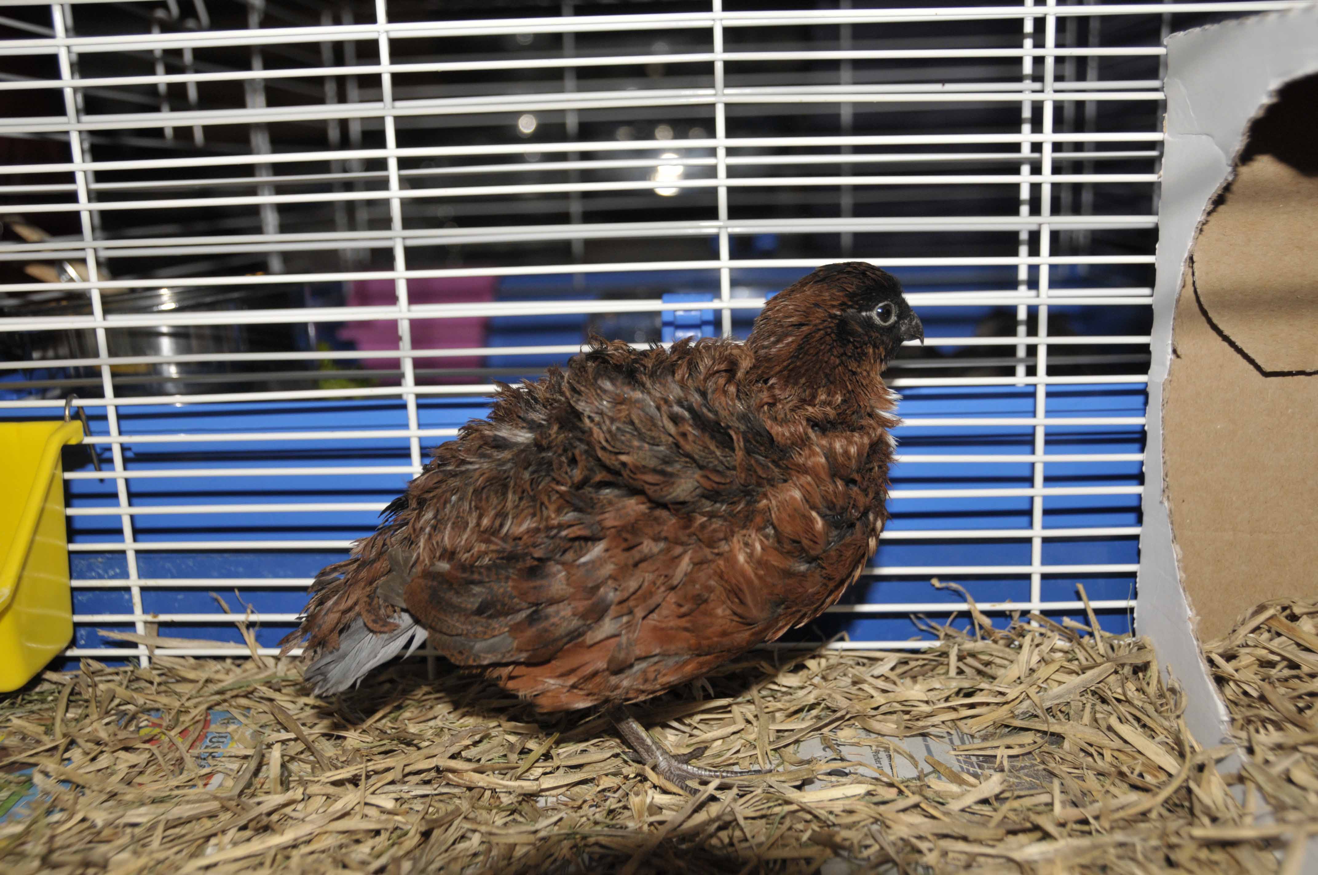 this is bright eyes - 10 mos old from last summers hatch, just learning to sing the bobwhite mating call
picture taken 06-07-12