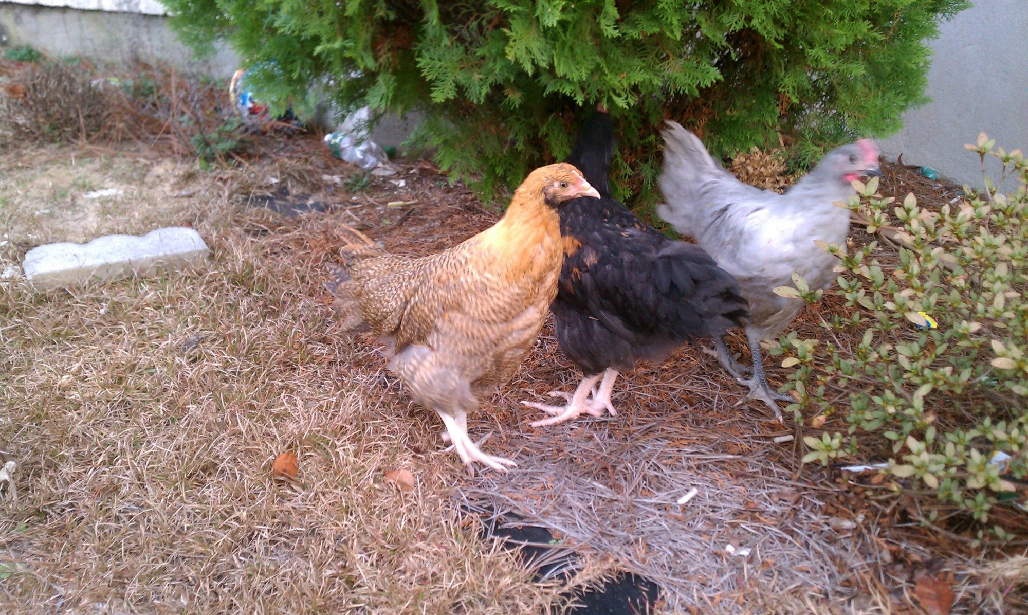 This is "Buff Unicorn" (My son named it when it was just a wee chick). Buff/Lavender Split Orpington. Pretty sure she's a hen. Very sweet and beautiful bird.