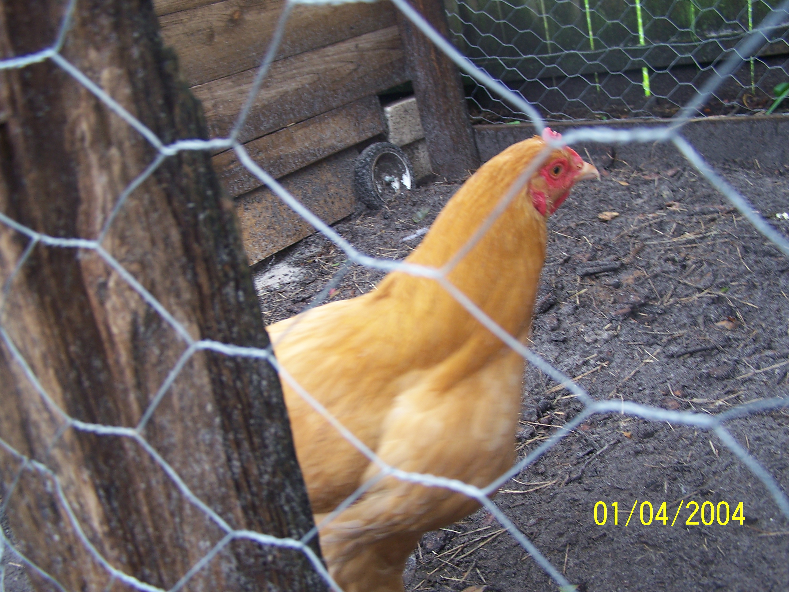 This is Buffers i like her very much she will always be my pet bird as all mine will i miss your twin sis that came out of same egg with you buffers i know because i got 12 hatching eggs once and 11 did not hatch and 1 did the only one was the one that was HUGE about the size bigger than a light have pics of egg and 29 days later Buffy and buffers were born