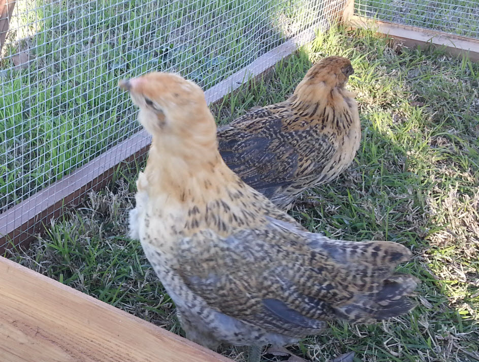 This is Buffy (front) and Miney