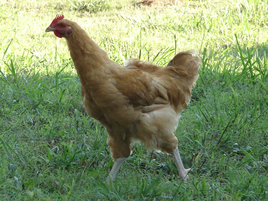 This is Buffy. I "think" Buffy is turning out to be a roo. He is supposed to be a buff orpington.
