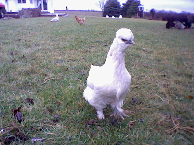 This is Buttercup a BuffOrpington/SilkieBantam. I watched her hatch from an Egg.
