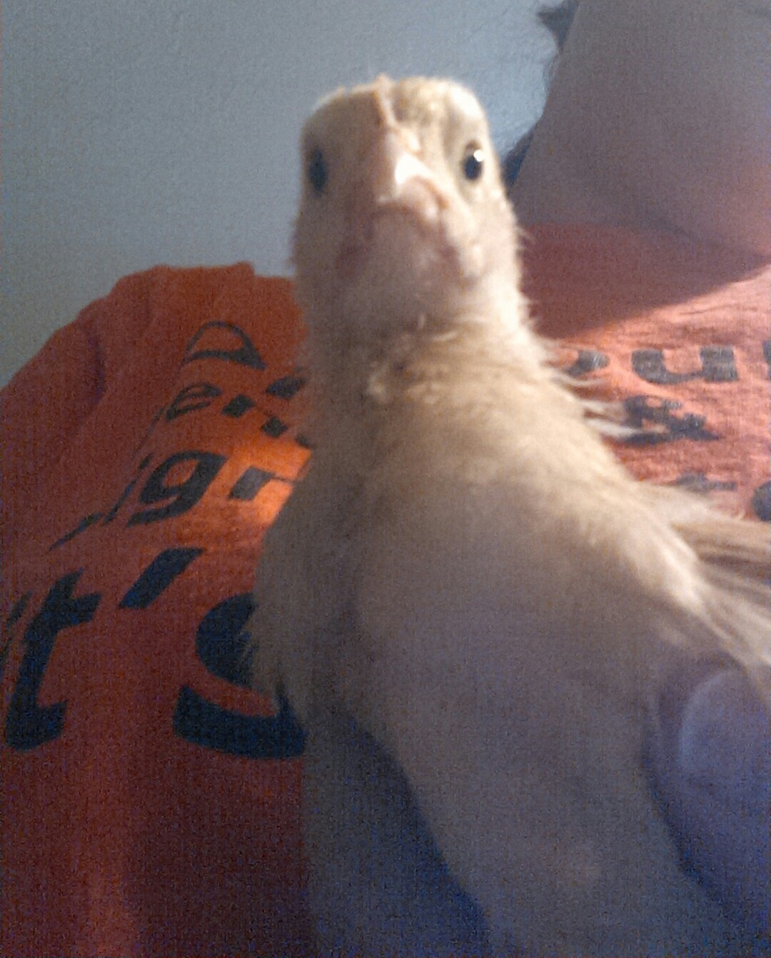 This is Buttercup she is my largest and probably oldest girl of the bunch, She is also getting good at Chicken Selfies.