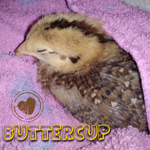 This is buttercup. She was 3 weeks.