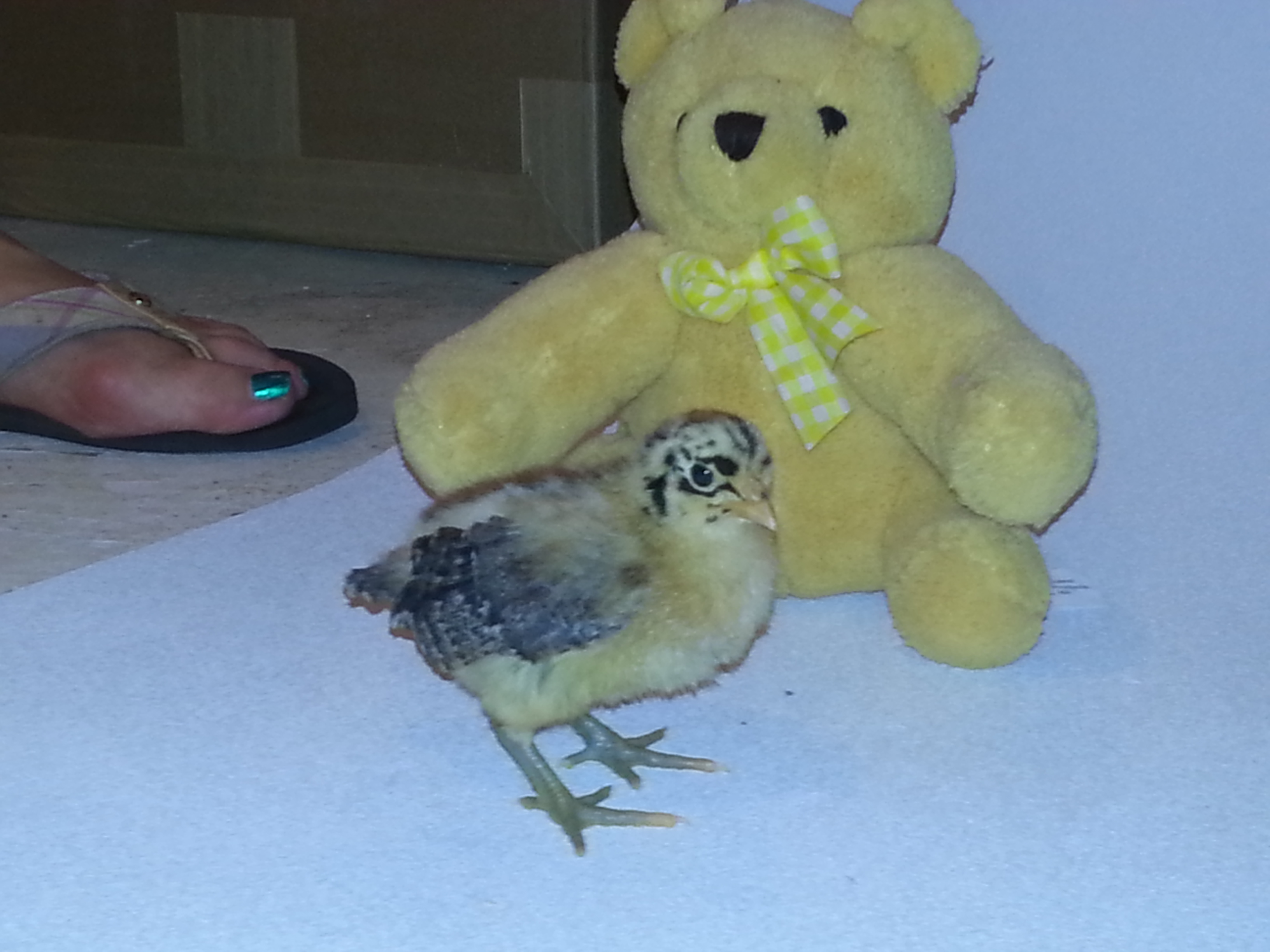 This is Buttercup, Sicilian Buttercup(not positive, was the mystery chick)