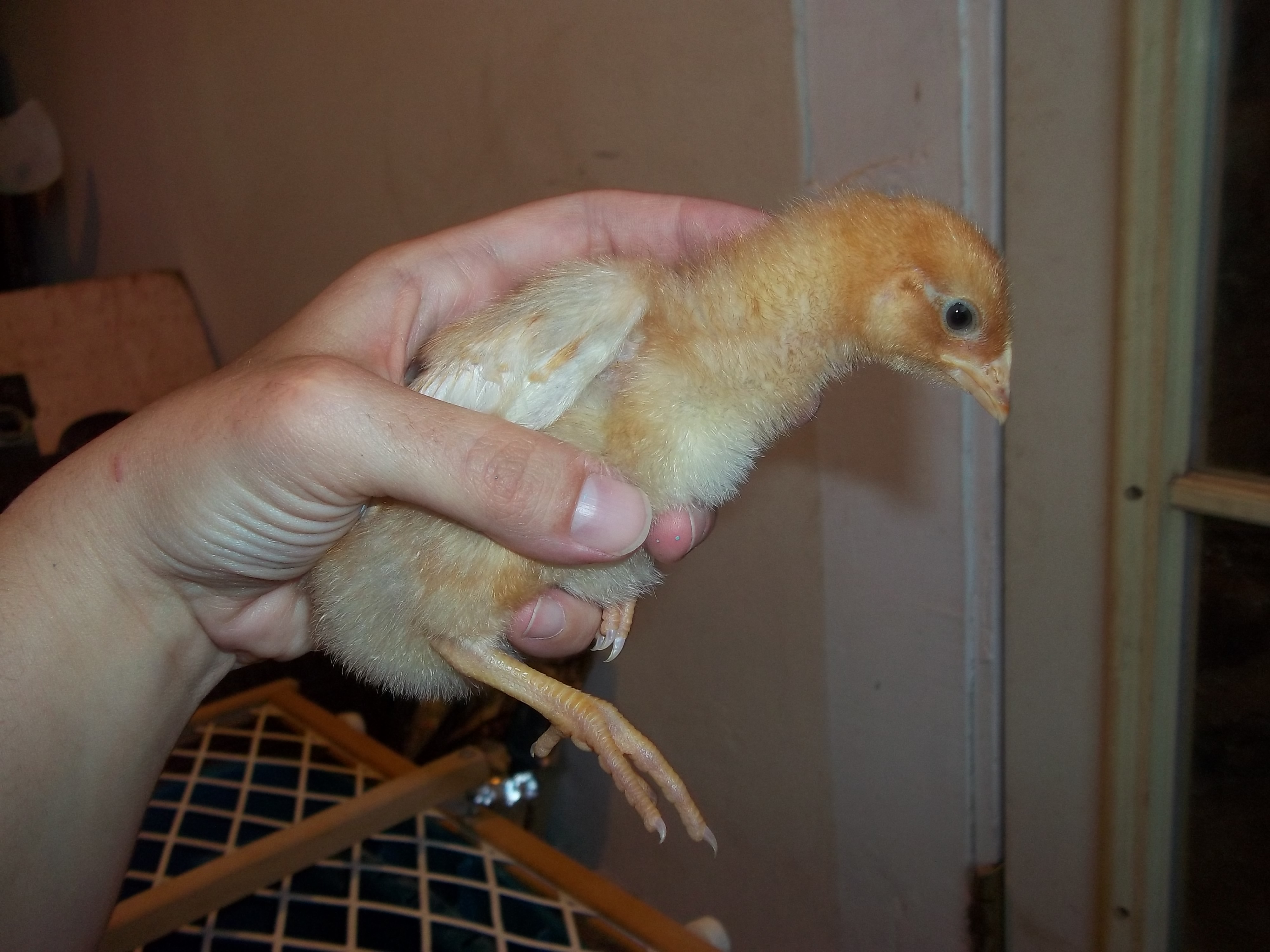 This is Buttercup.