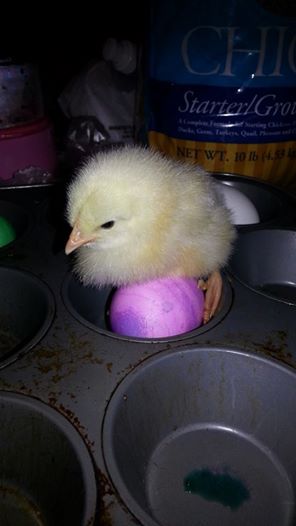 *
This is "Buttermilk" on an Easter egg