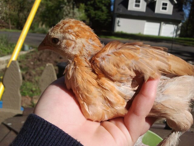 This is butternut and she is a feather legged im not sure what banty