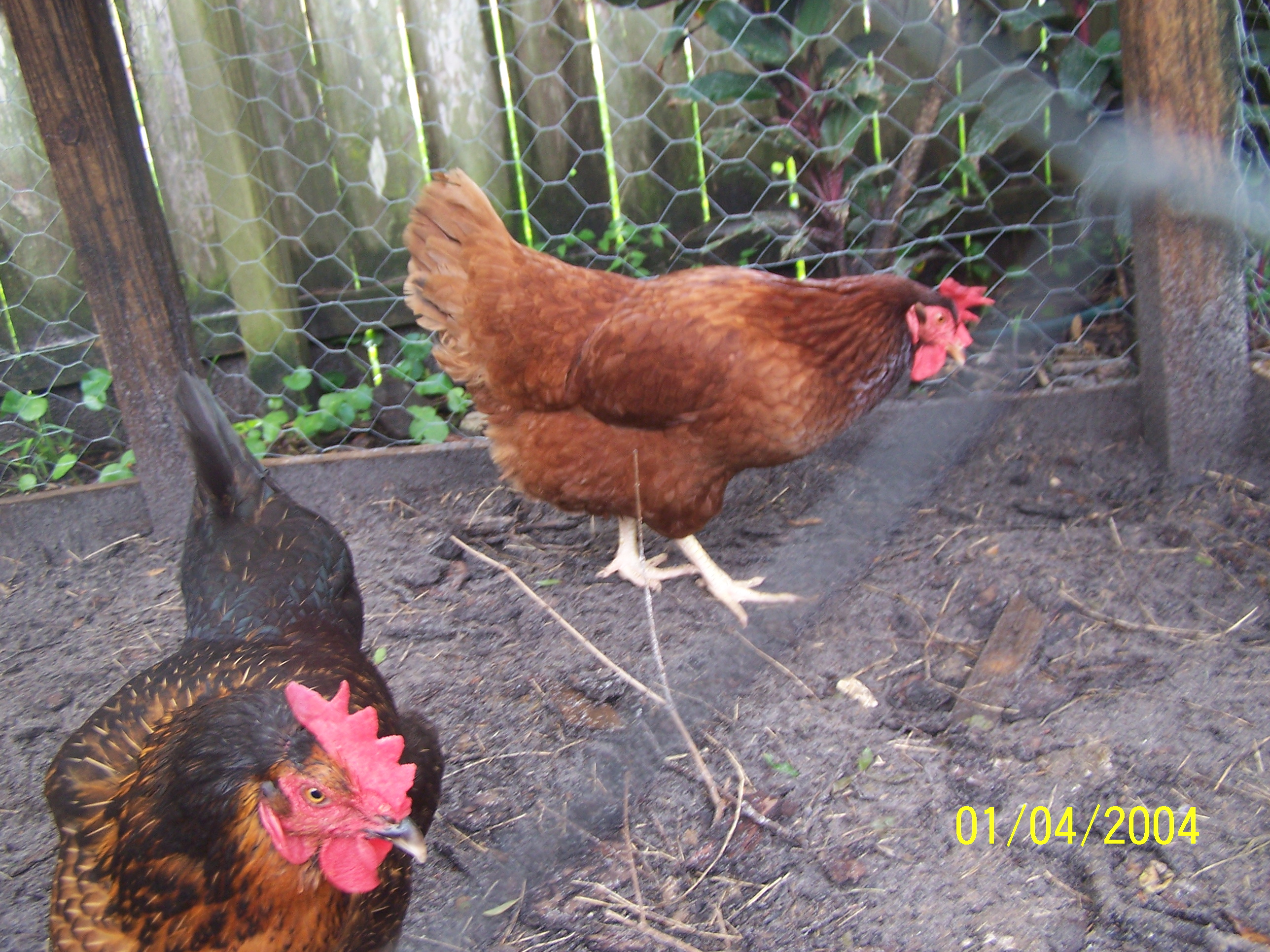 This is Caramel AND Feathers i like her very much They will always be my pet Farm Fowl as all of mine will my first 2 birds together in the winter Caramel will put her wings on top of feathers and warm her now she does it every night and with buffers too