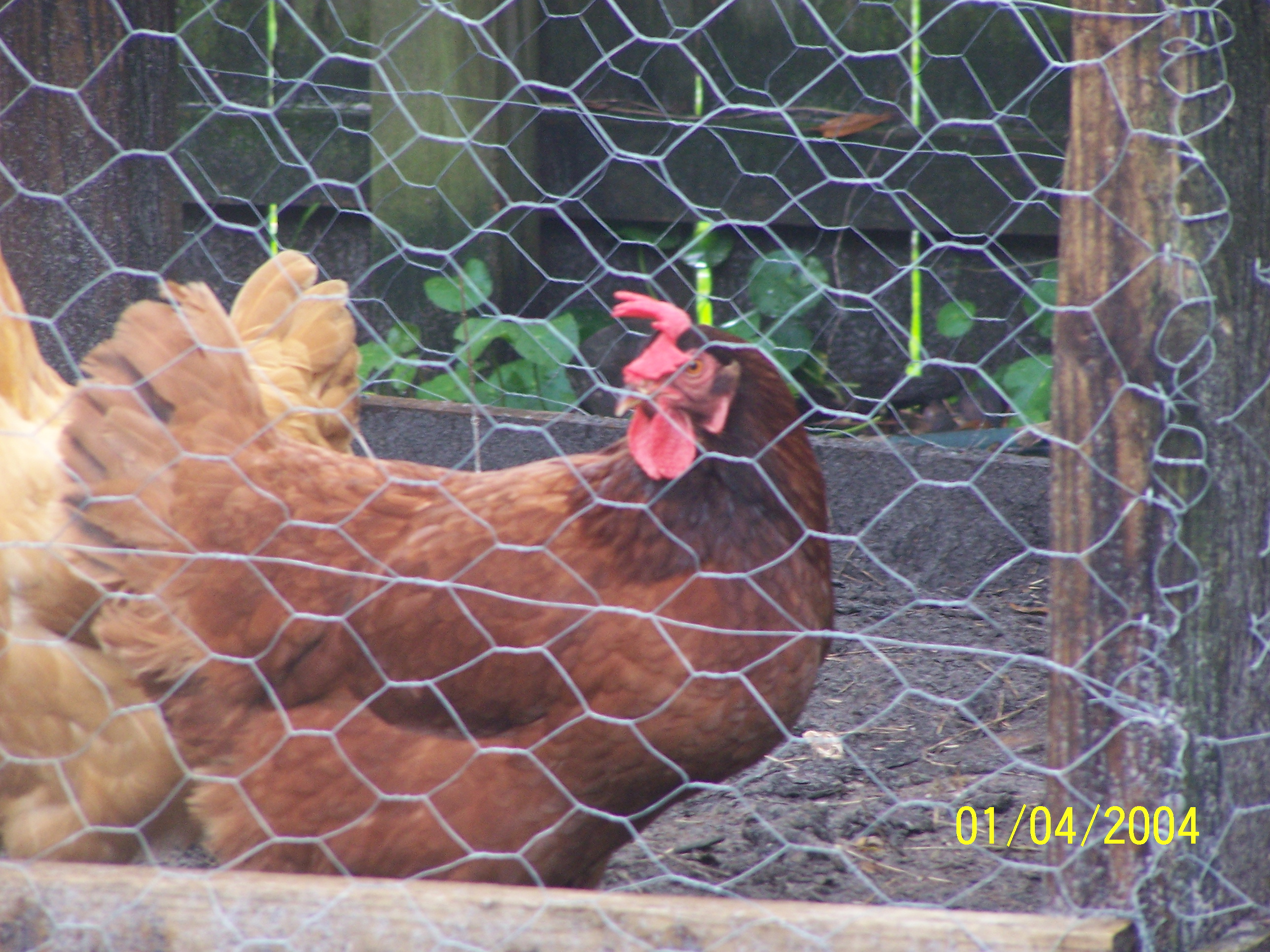 This is Caramel i like her very much she will always be my pet bird as all mine will always be and still are also her b-day is gonna be the 24 of August