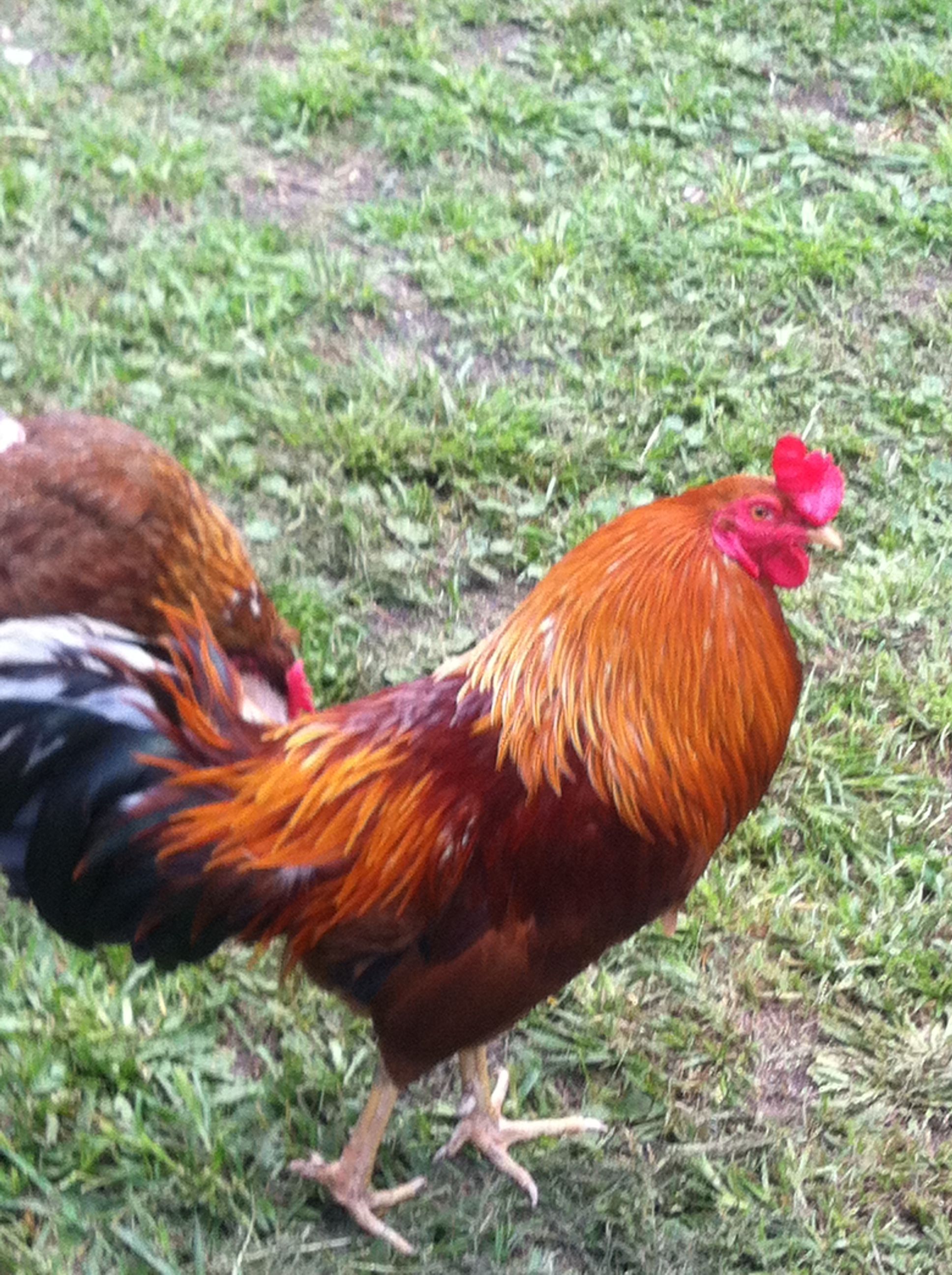 this is Cecil, my first rooster from my original 5 chicks that I got in 2013.